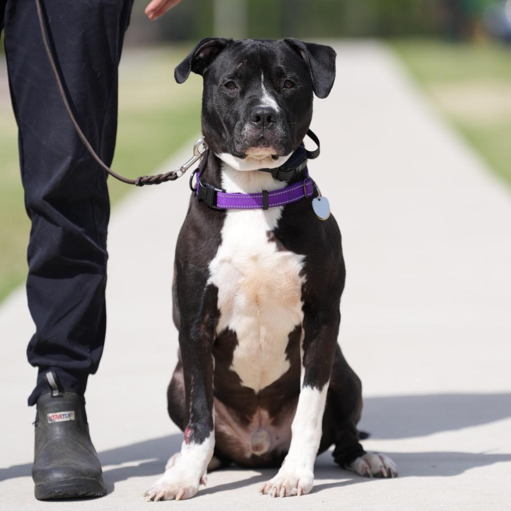 Enlarge Durham, a Adoptable Mixed Breed in Durham, NC image 4/6