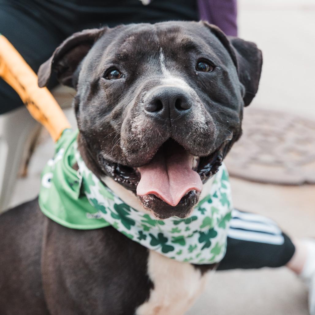 Enlarge Durham, a Adoptable Mixed Breed in Durham, NC image 5/6