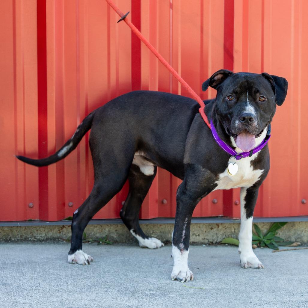 Enlarge Durham, a Adoptable Mixed Breed in Durham, NC image 6/6