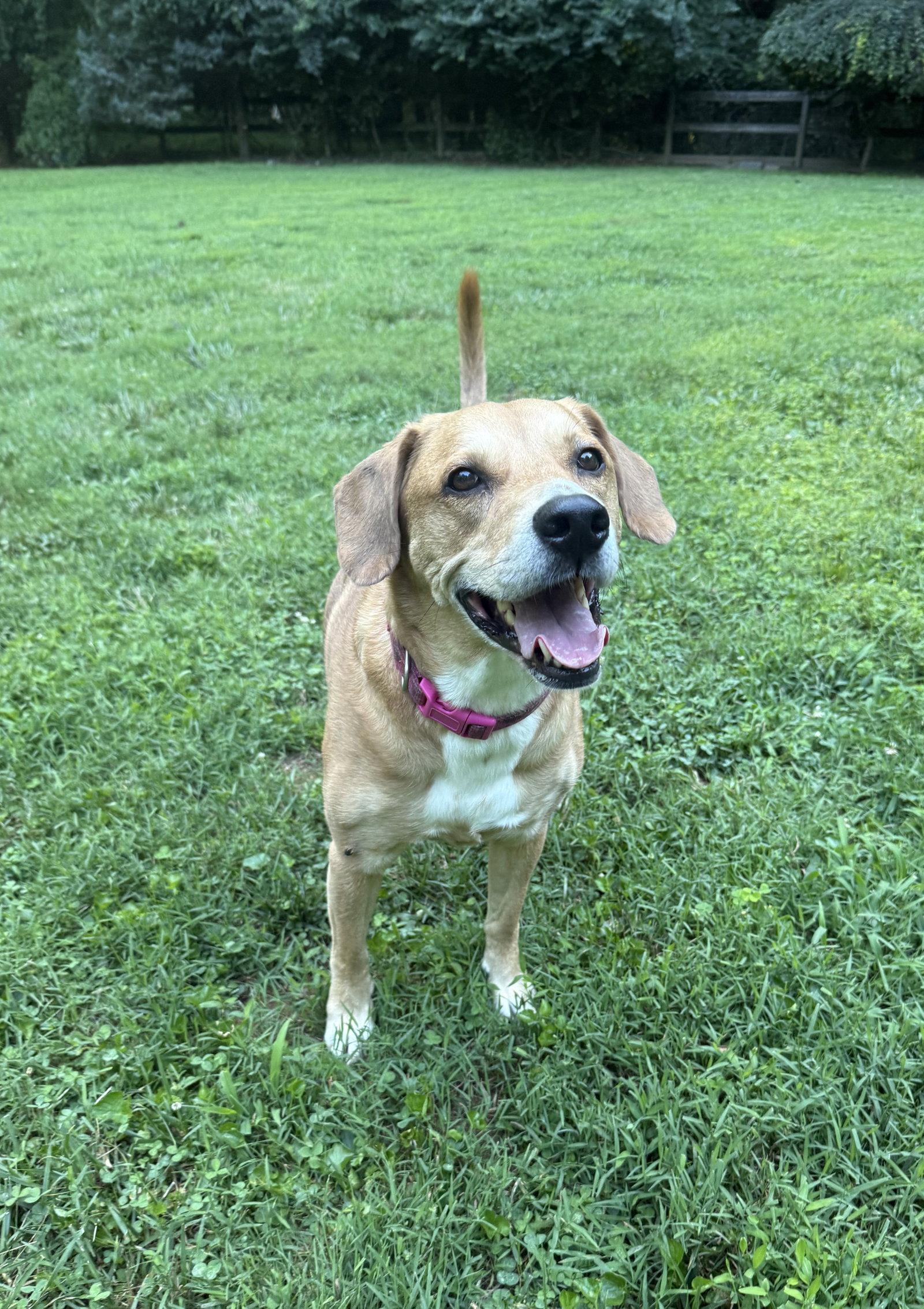 Gypsy - ADOPTOIN PENDING!, Adoptable, Senior Female Labrador Retriever & Beagle.