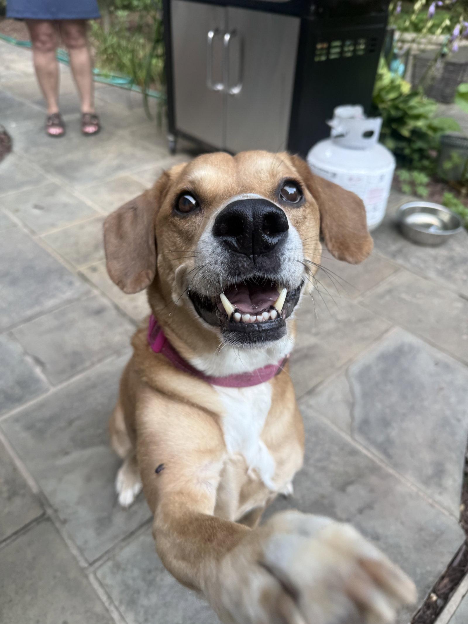 Gypsy - ADOPTOIN PENDING!, a Adoptable mixed breed in Arlington, VA image 2/3