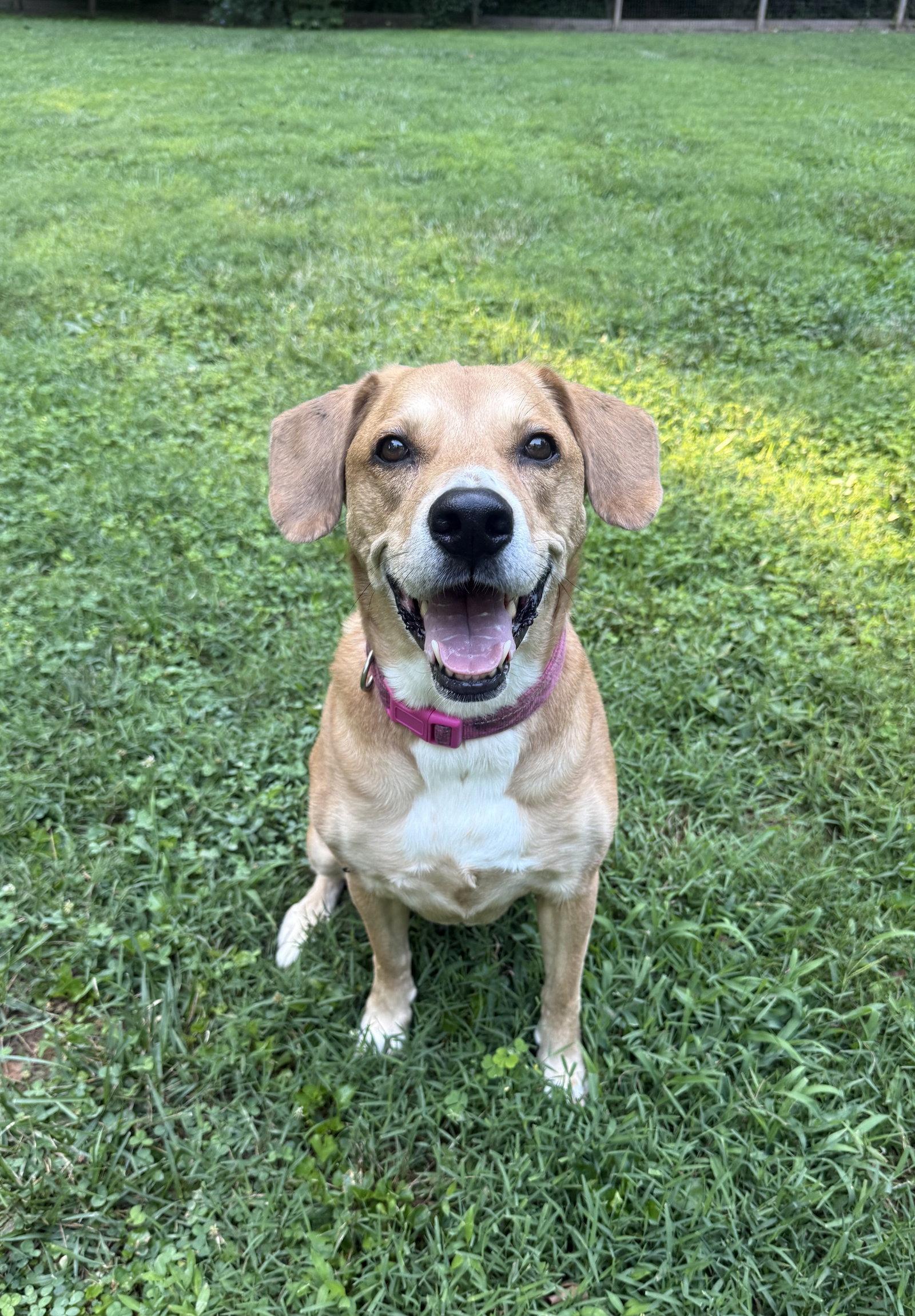 Gypsy - ADOPTOIN PENDING!, a Adoptable mixed breed in Arlington, VA image 3/3