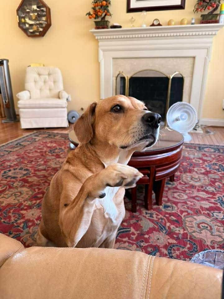 Gypsy, Adoptable, Senior Female Labrador Retriever.