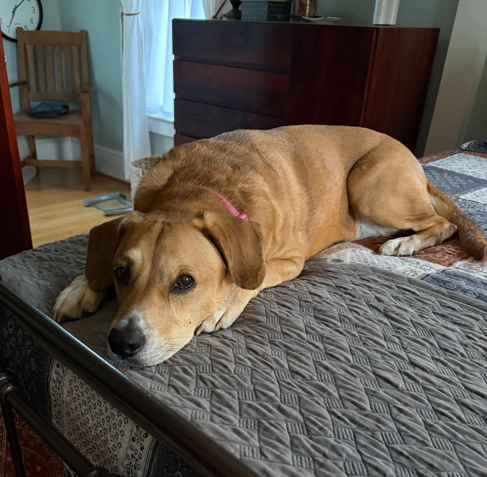 Enlarge Gypsy, a Adoptable Labrador Retriever in Arlington, VA image 2/3