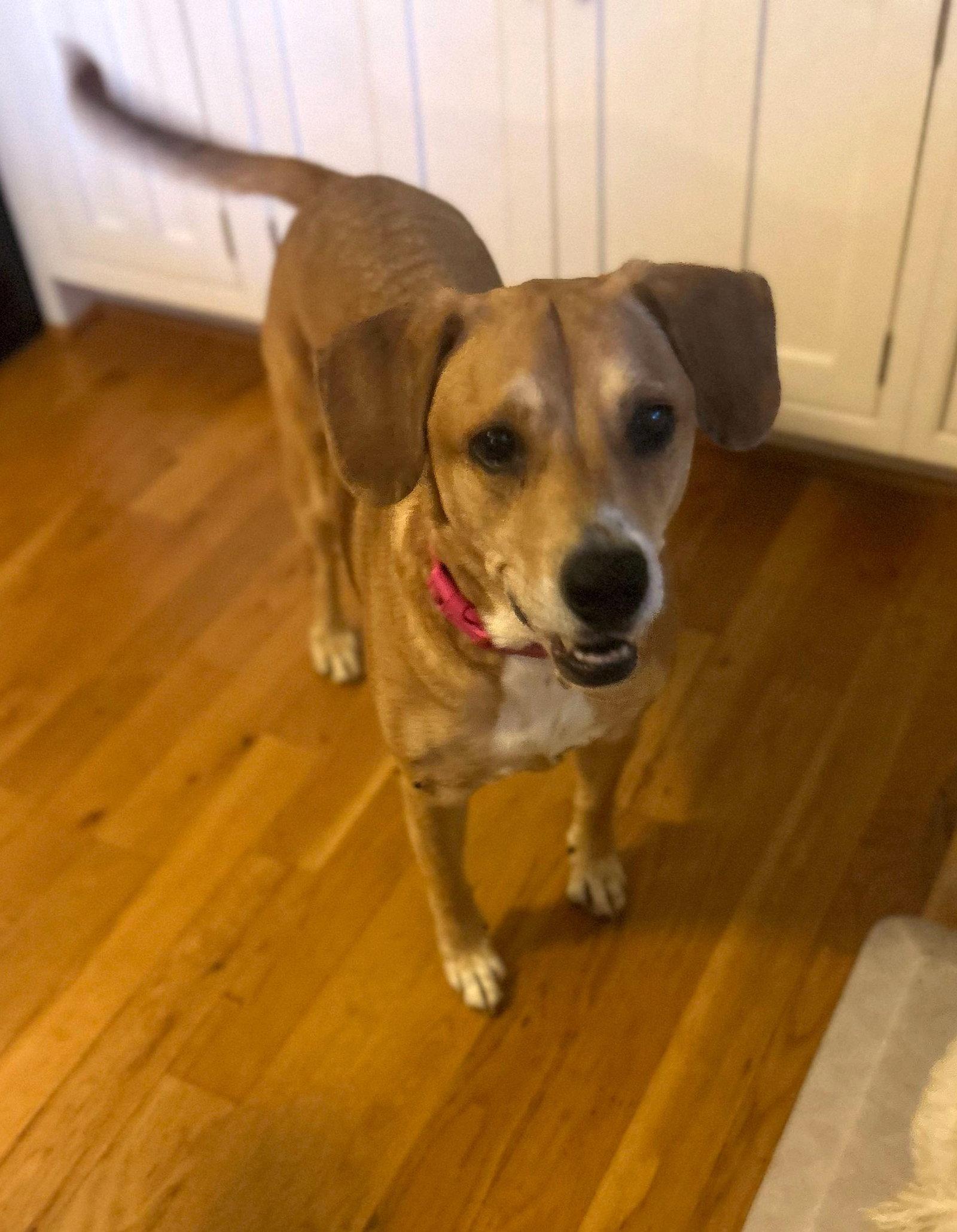 Enlarge Gypsy, a Adoptable Labrador Retriever in Arlington, VA image 3/3