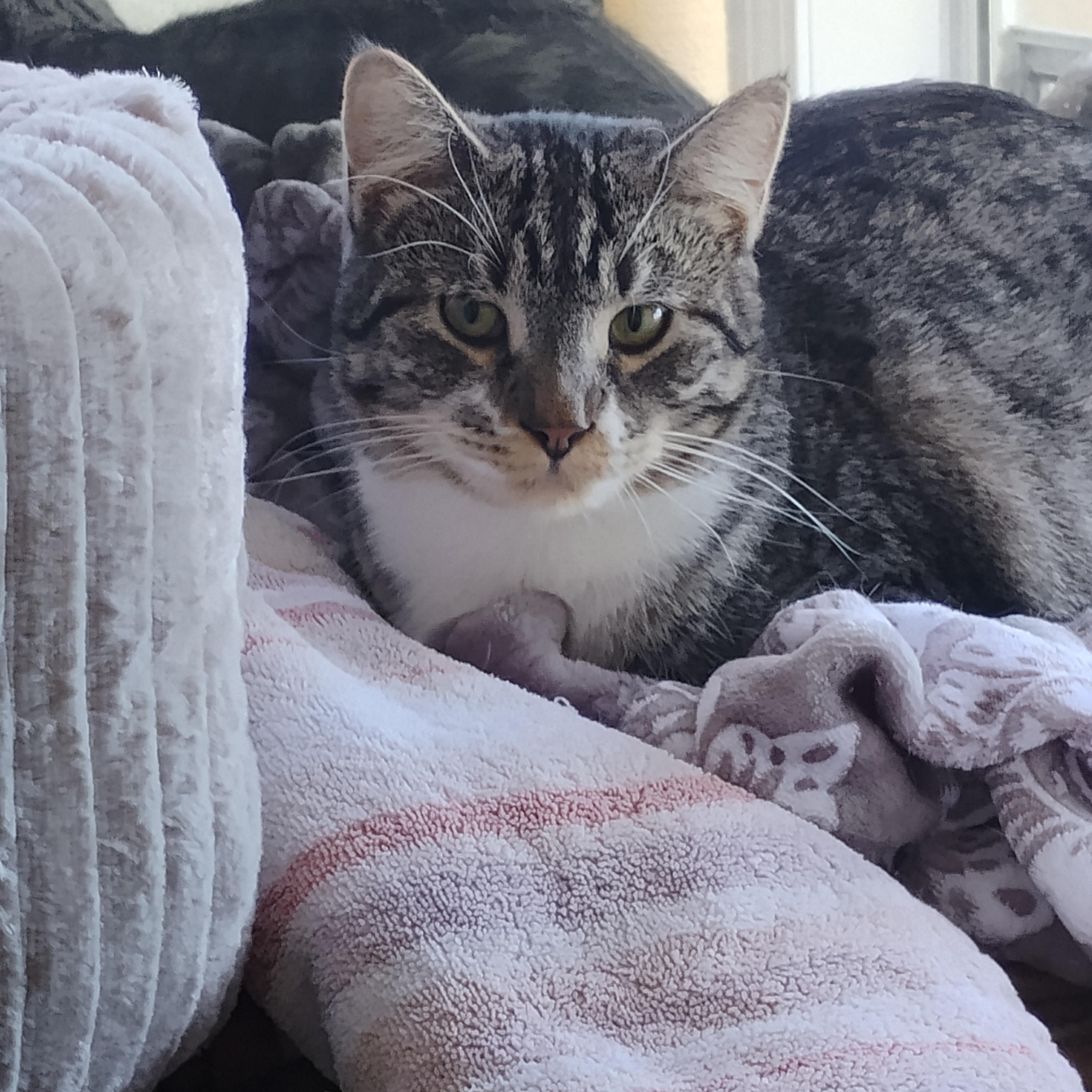 Enlarge Sneezy, a Adoptable Domestic Short Hair in Springfield, MA image 1/3