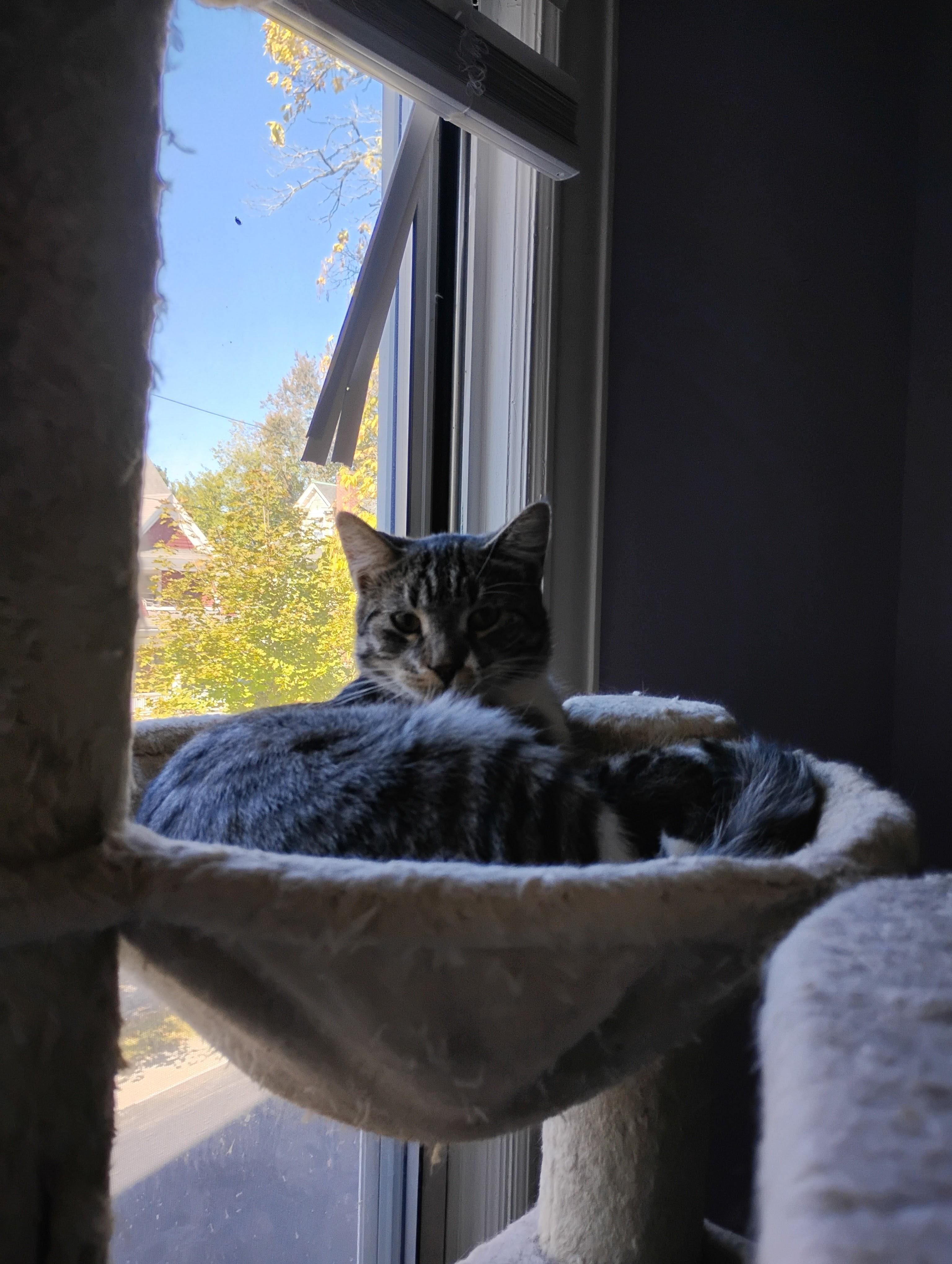 Enlarge Sneezy, a Adoptable Domestic Short Hair in Springfield, MA image 2/3