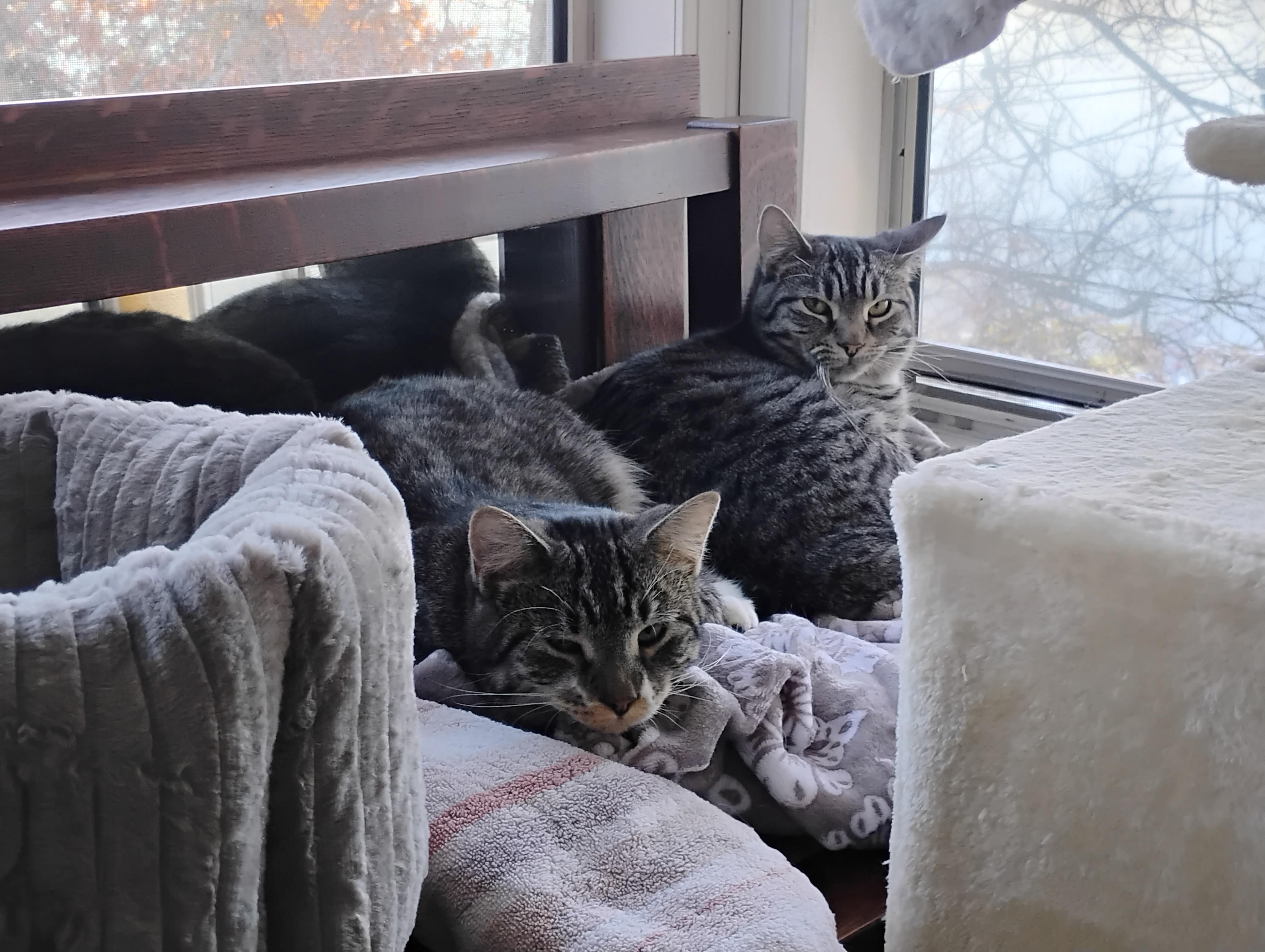 Enlarge Sneezy, a Adoptable Domestic Short Hair in Springfield, MA image 3/3