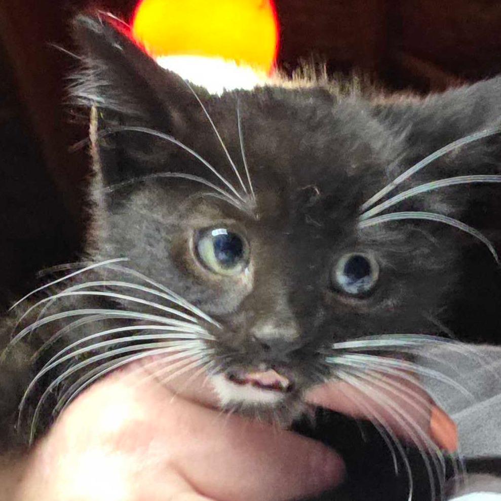 Bazooka Joe, Adoptable, Kitten Male Domestic Short Hair.