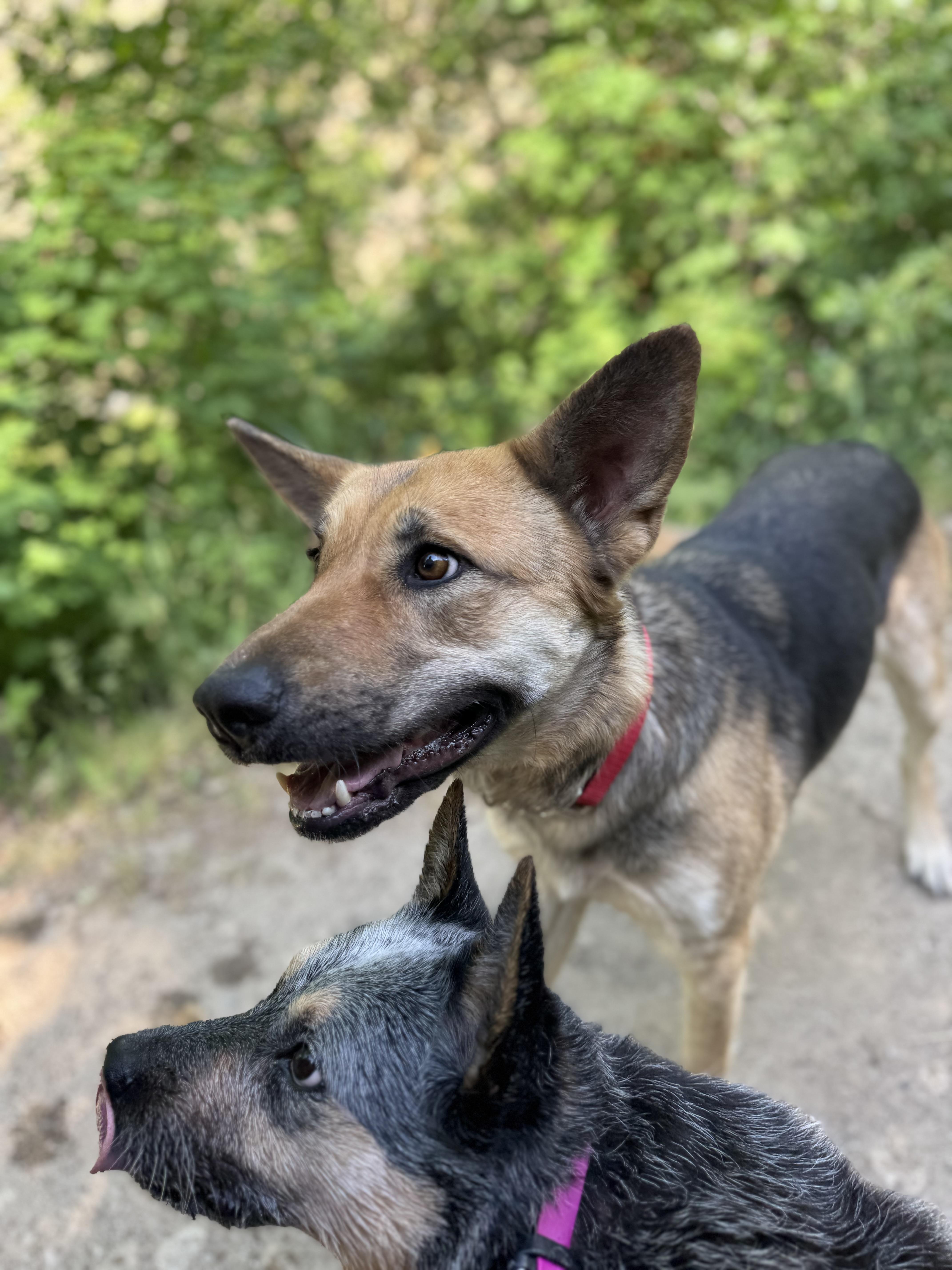 Sahara, an adoptable German Shepherd Dog in salt lake city, UT, 84102 | Photo Image 4
