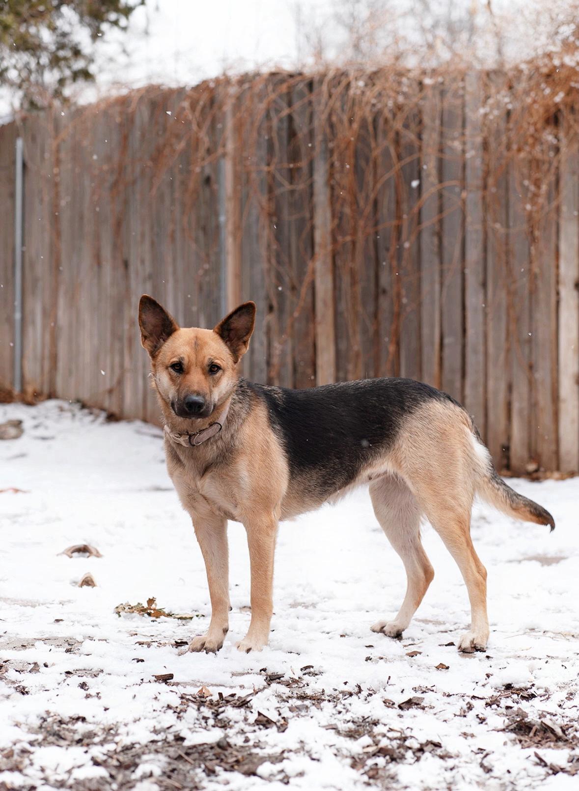 Enlarge Sahara, a Adoptable German Shepherd Dog in salt lake city, UT image 5/6