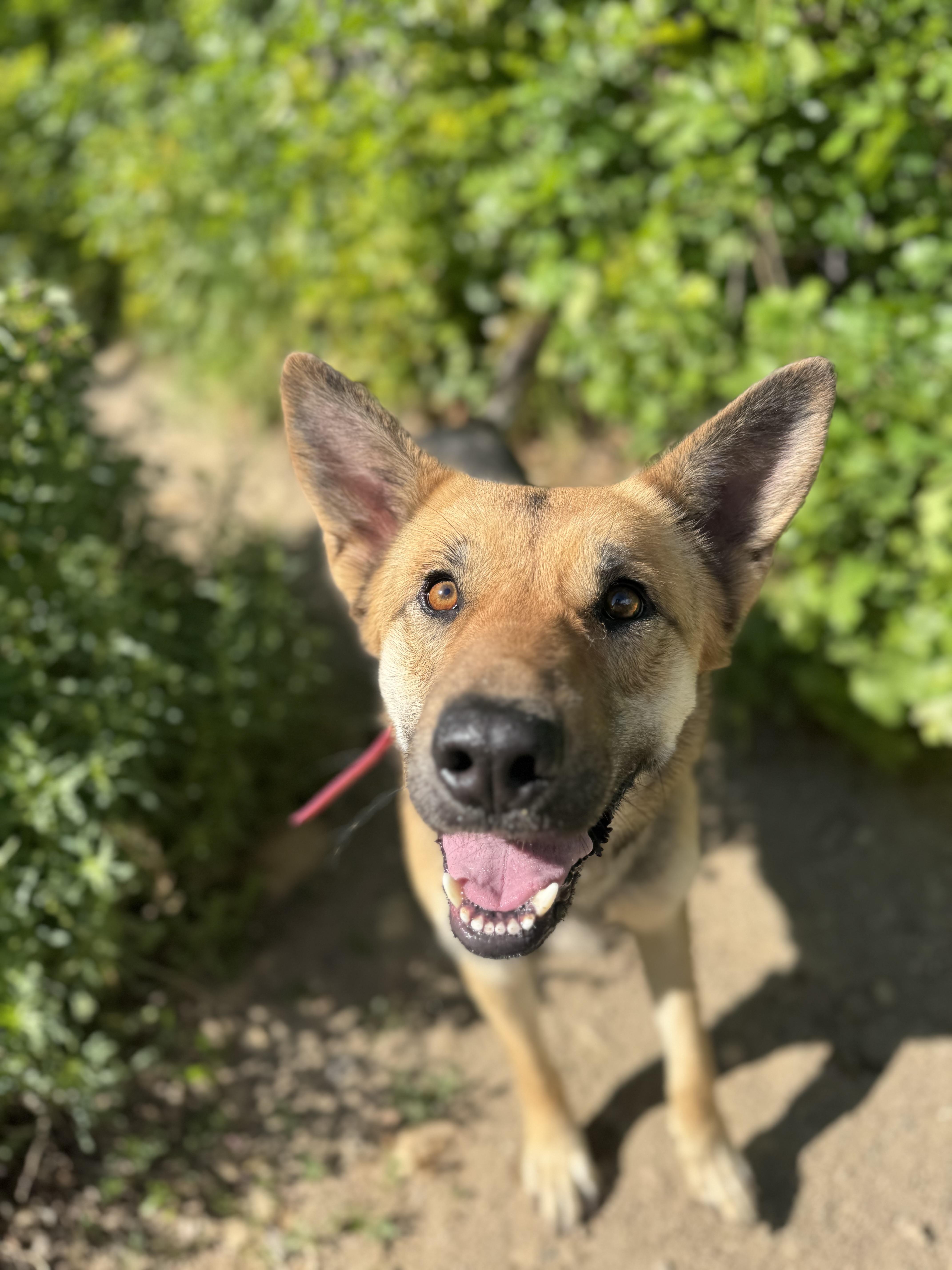 Enlarge Sahara, a Adoptable German Shepherd Dog in salt lake city, UT image 2/6