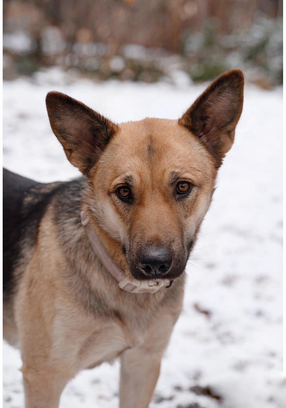 Enlarge Sahara, a Adoptable German Shepherd Dog in salt lake city, UT image 4/6