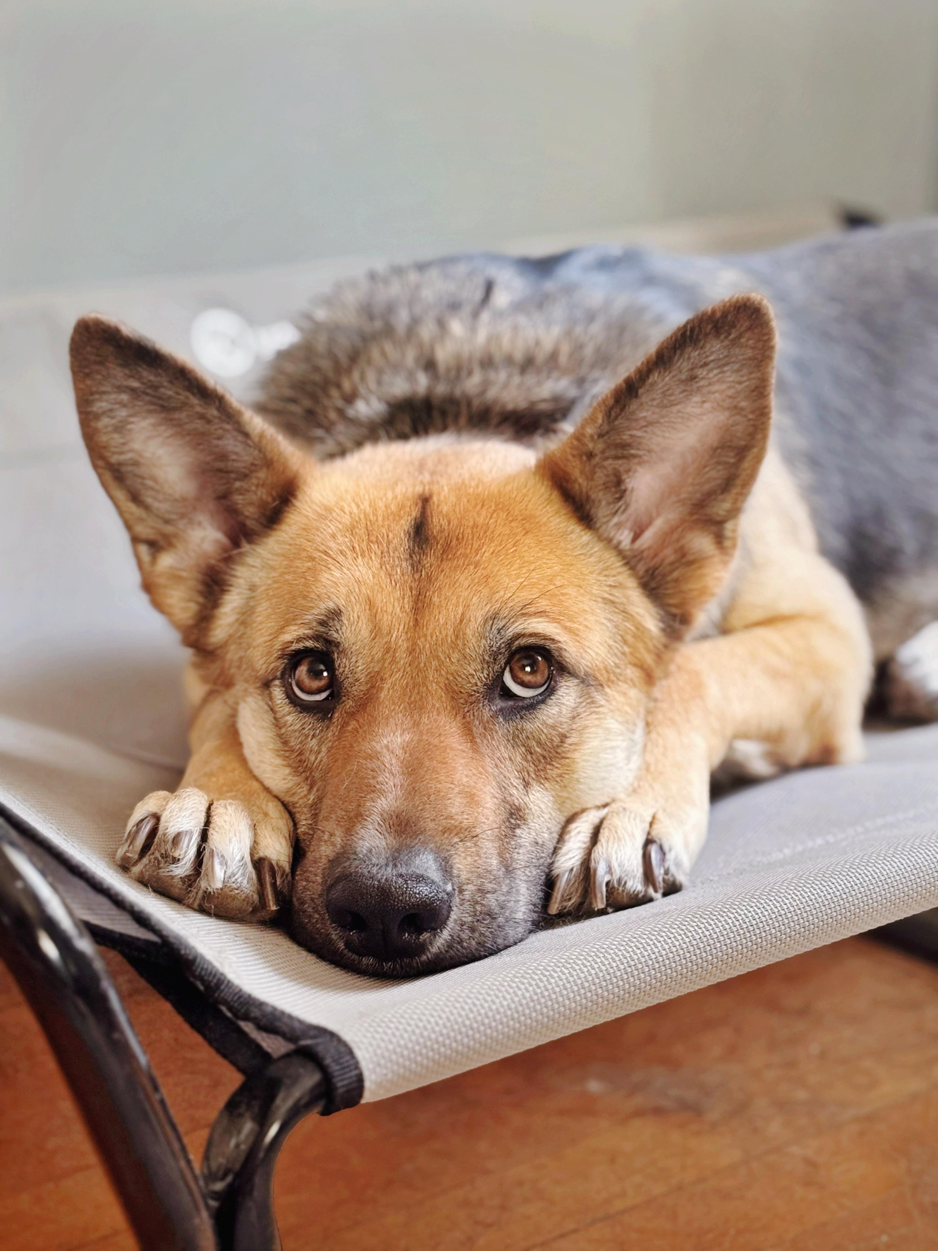 Enlarge Sahara, a Adoptable German Shepherd Dog in salt lake city, UT image 1/6