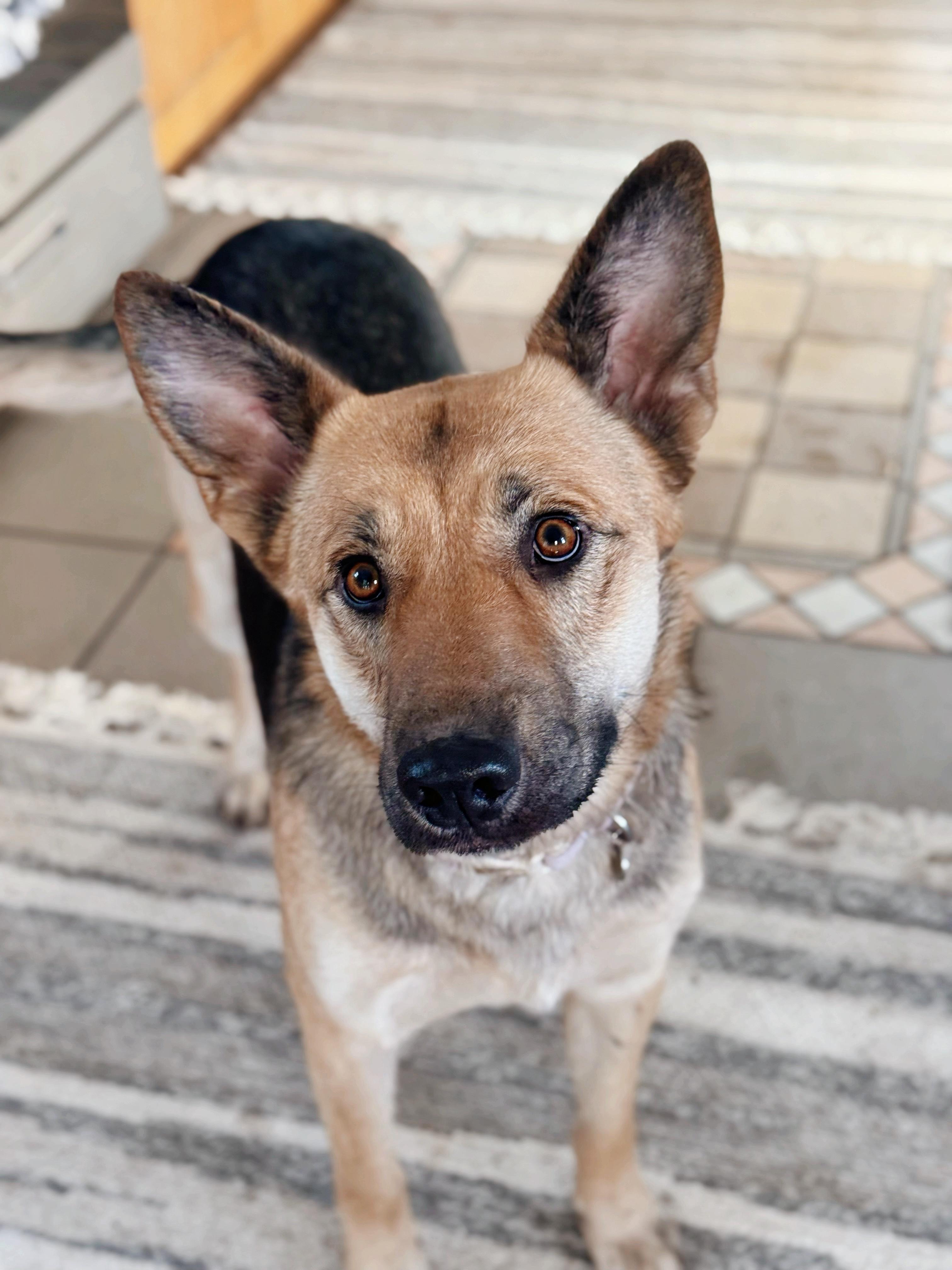 Enlarge Sahara, a Adoptable German Shepherd Dog in salt lake city, UT image 6/6