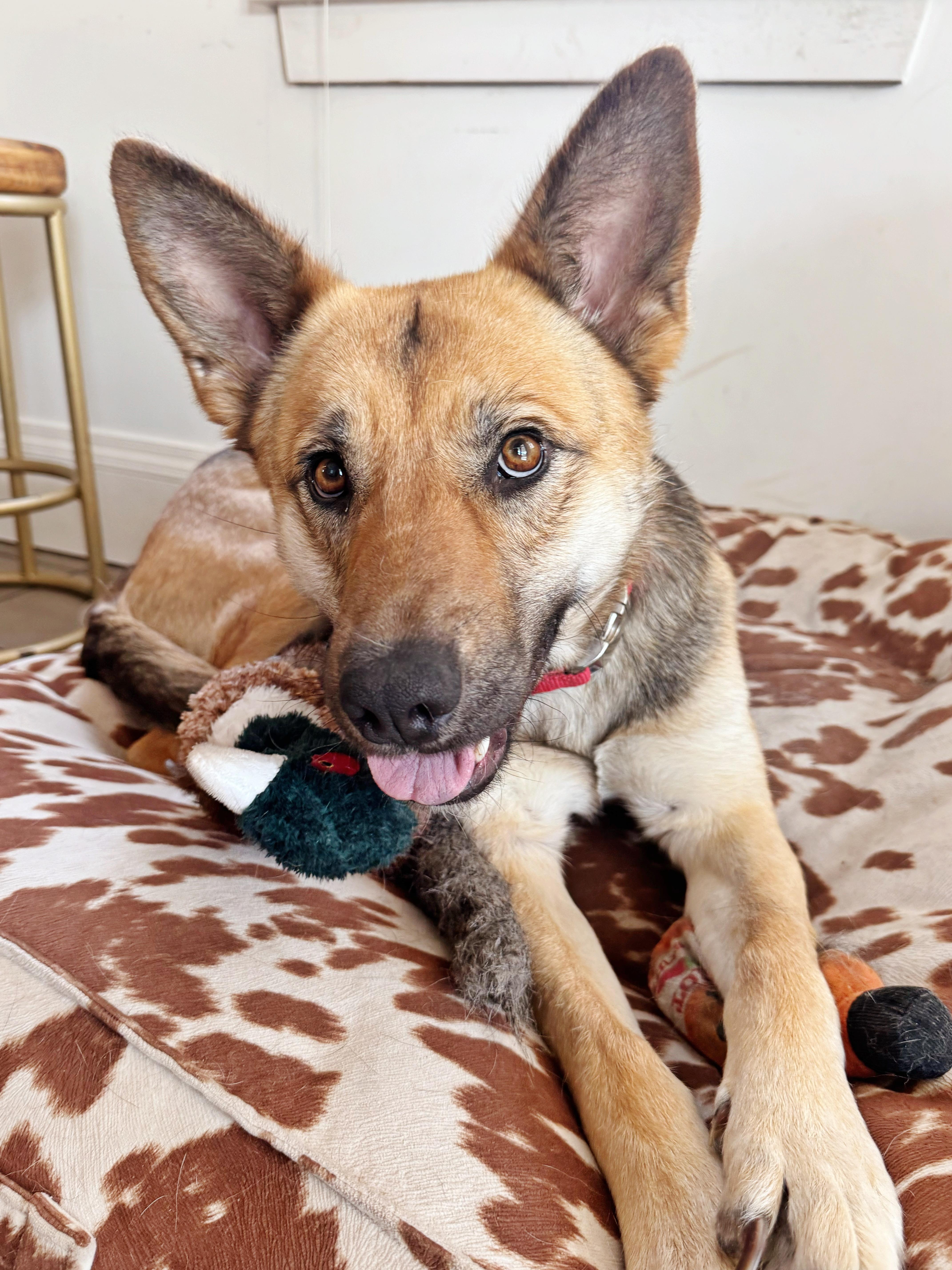Enlarge Sahara, a Adoptable German Shepherd Dog in salt lake city, UT image 3/6