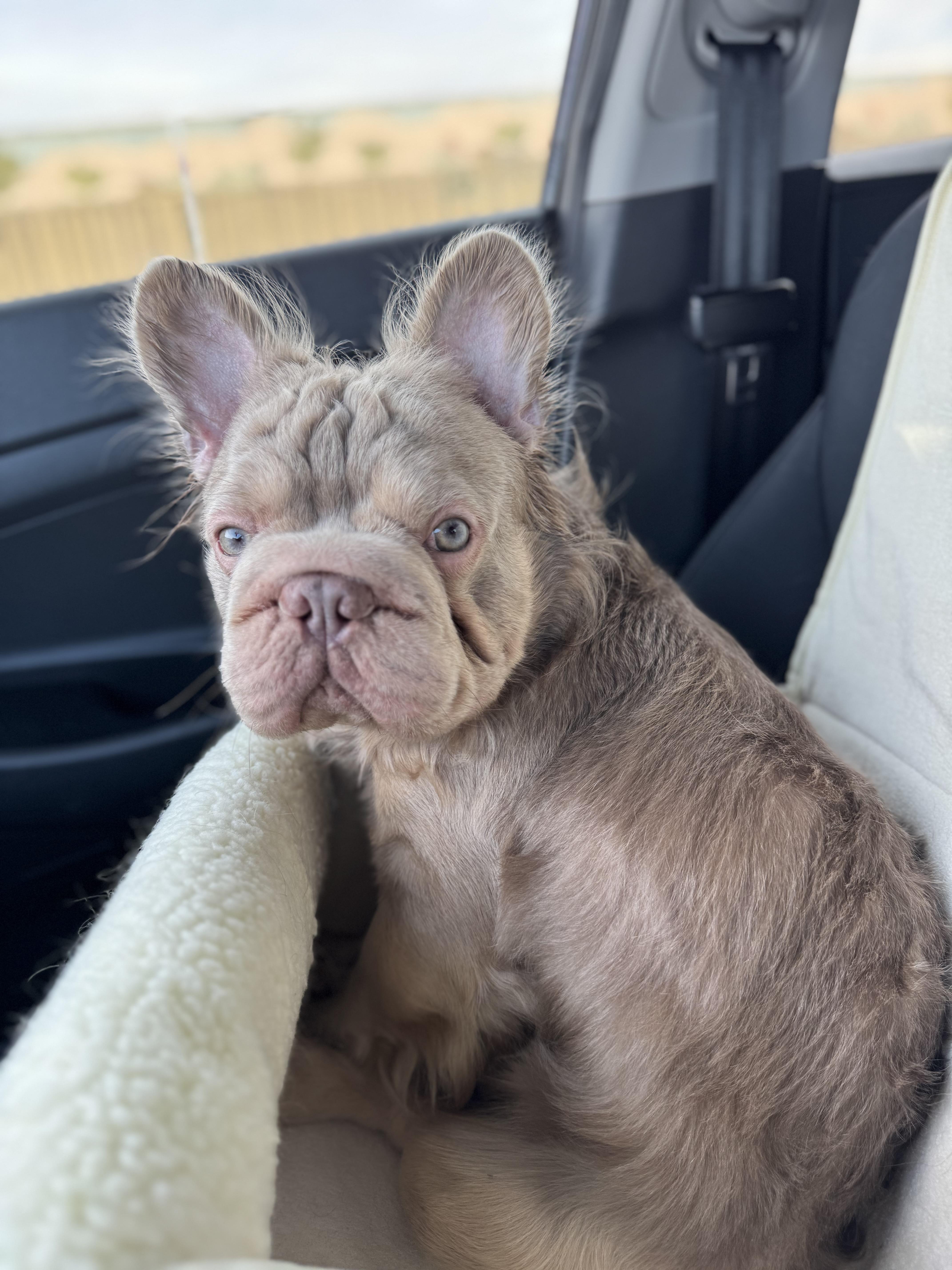 Apple Crumble , ADOPTABLE, Adult Male French Bulldog.