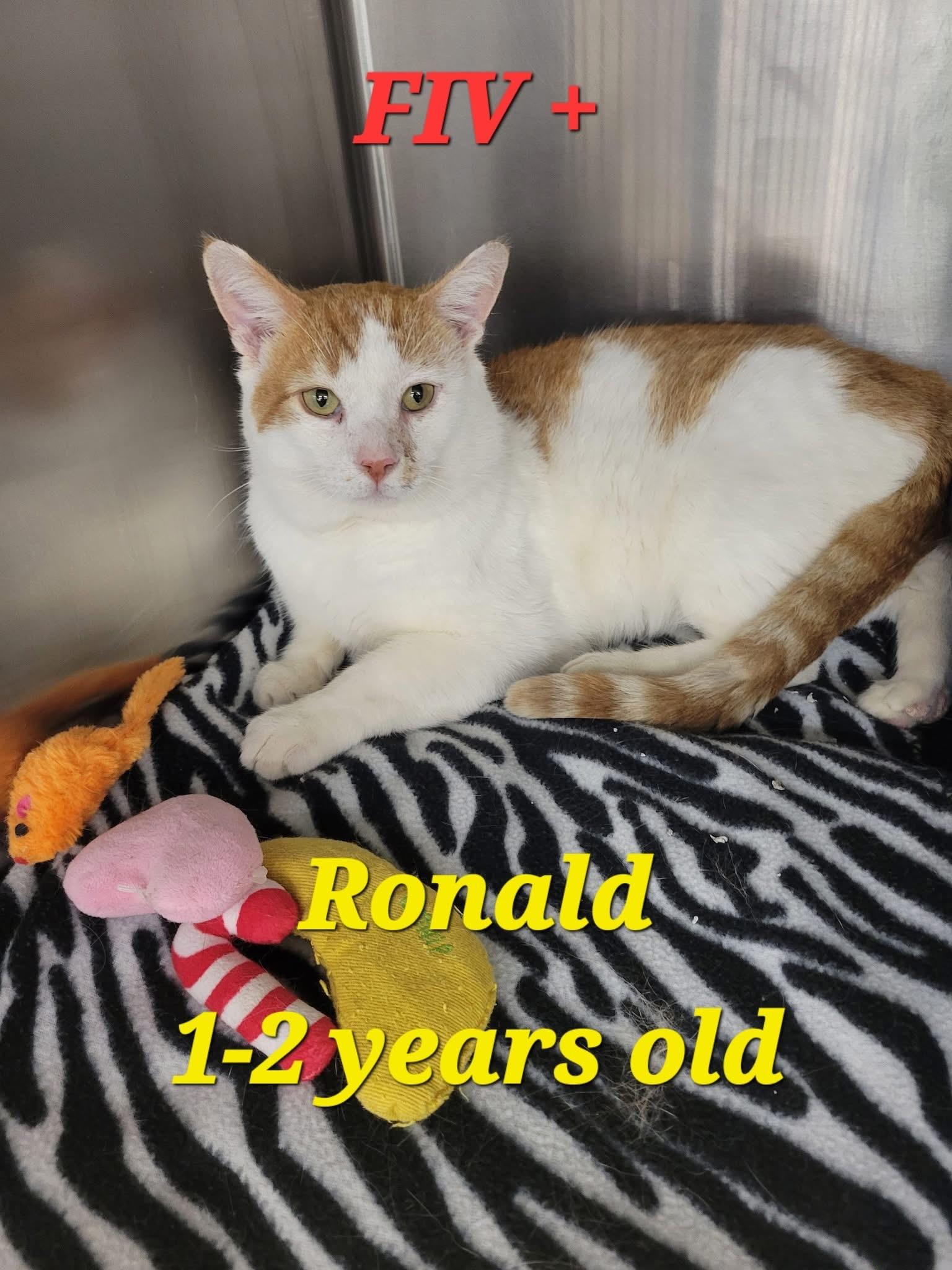 Enlarge Ronald, a Adoptable Domestic Short Hair in York, PA image 1/1