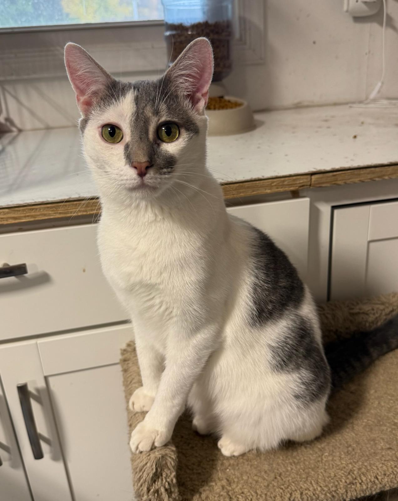 Alfred, a Adoptable Domestic Short Hair in Buena Vista, VA image 1/4