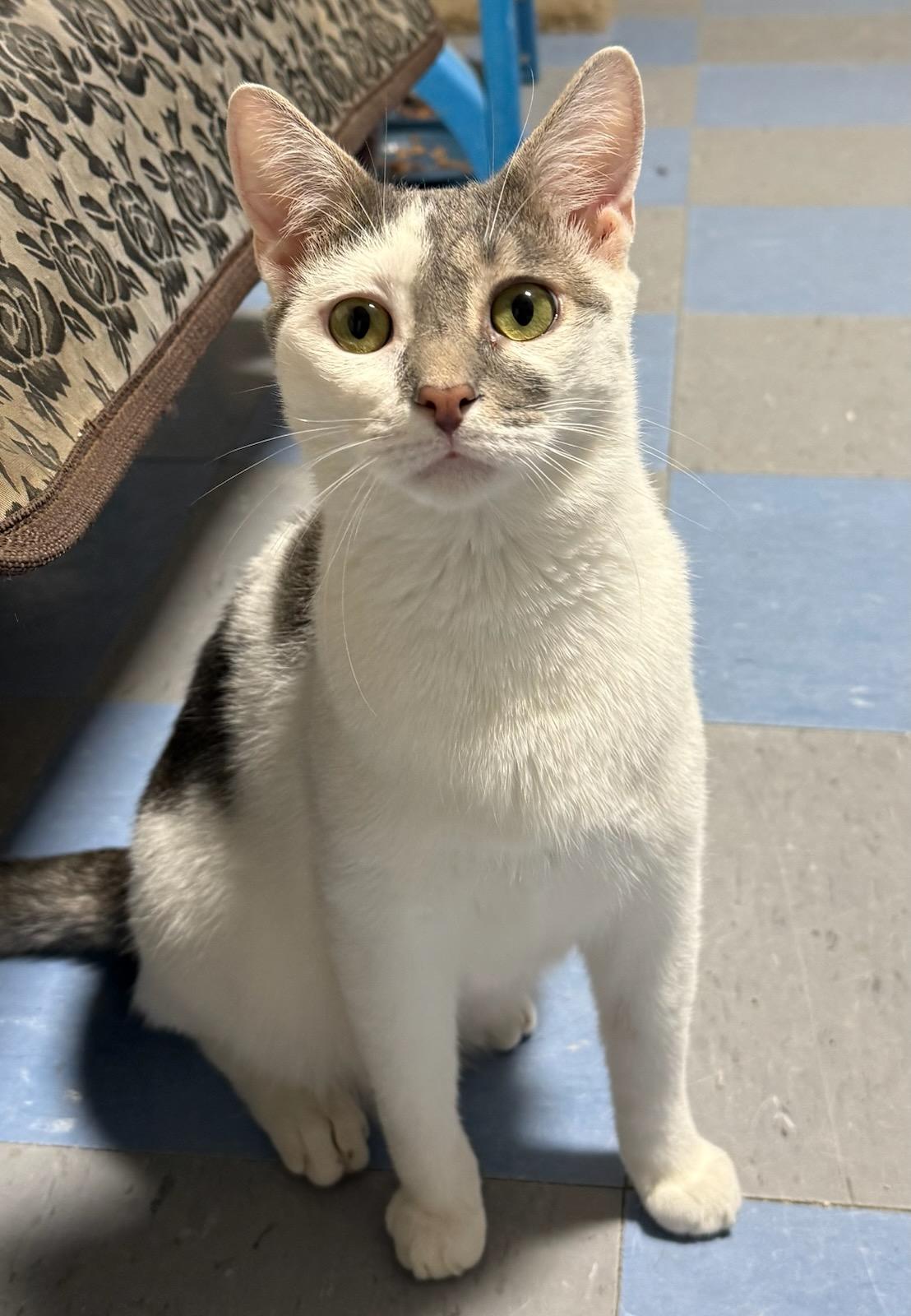 Alfred, a Adoptable Domestic Short Hair in Buena Vista, VA image 2/4