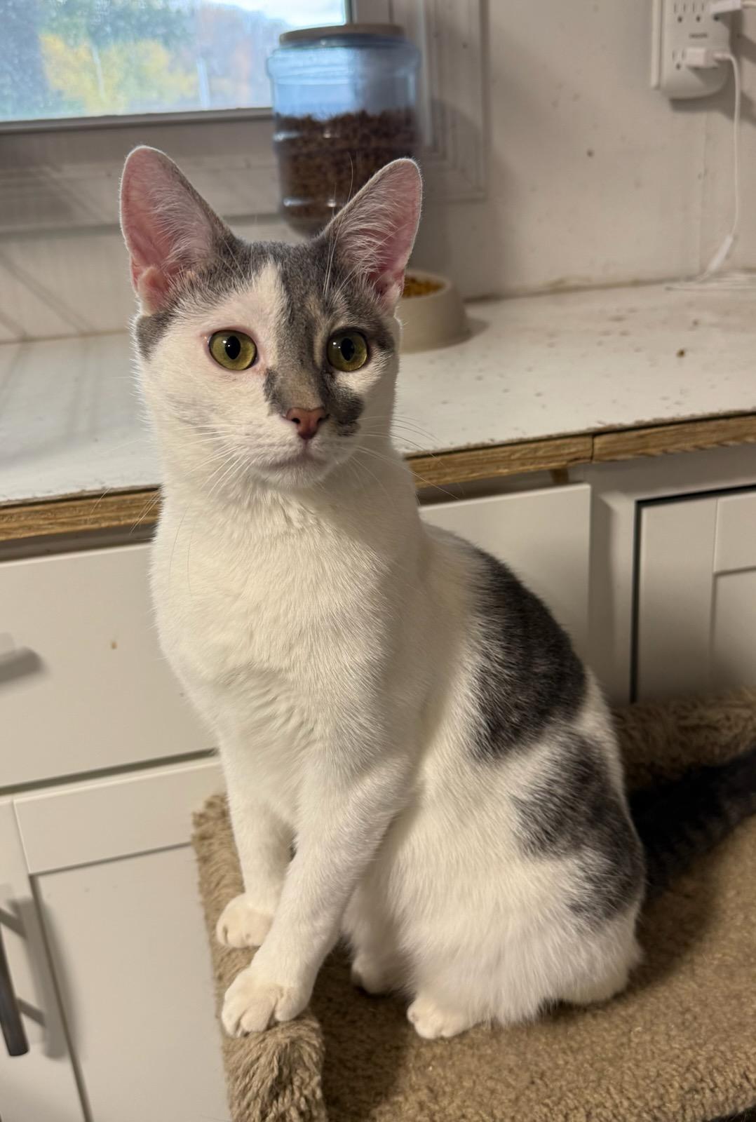 Alfred, a Adoptable Domestic Short Hair in Buena Vista, VA image 3/4