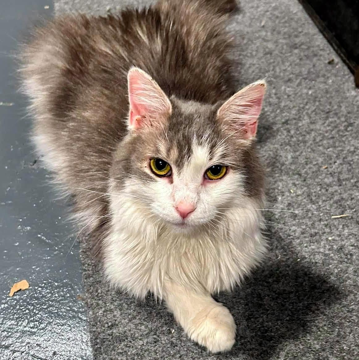 Enlarge Dorothy, a ADOPTABLE Domestic Long Hair in Pittsburgh, PA image 3/6