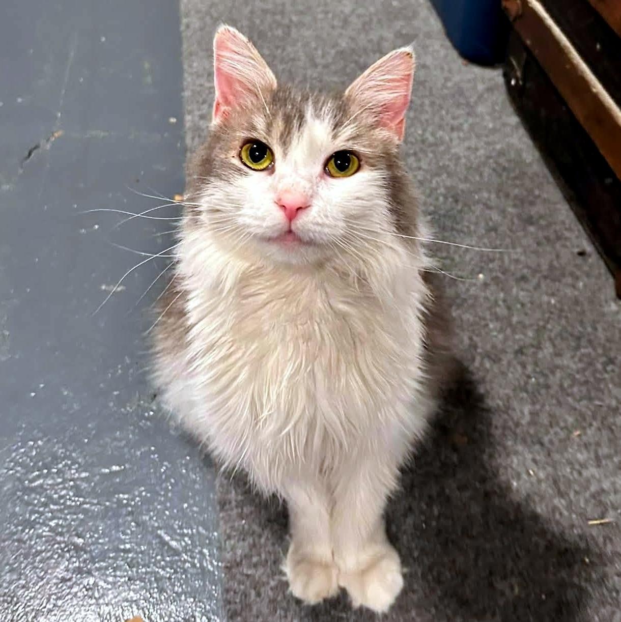 Enlarge Dorothy, a ADOPTABLE Domestic Long Hair in Pittsburgh, PA image 1/6