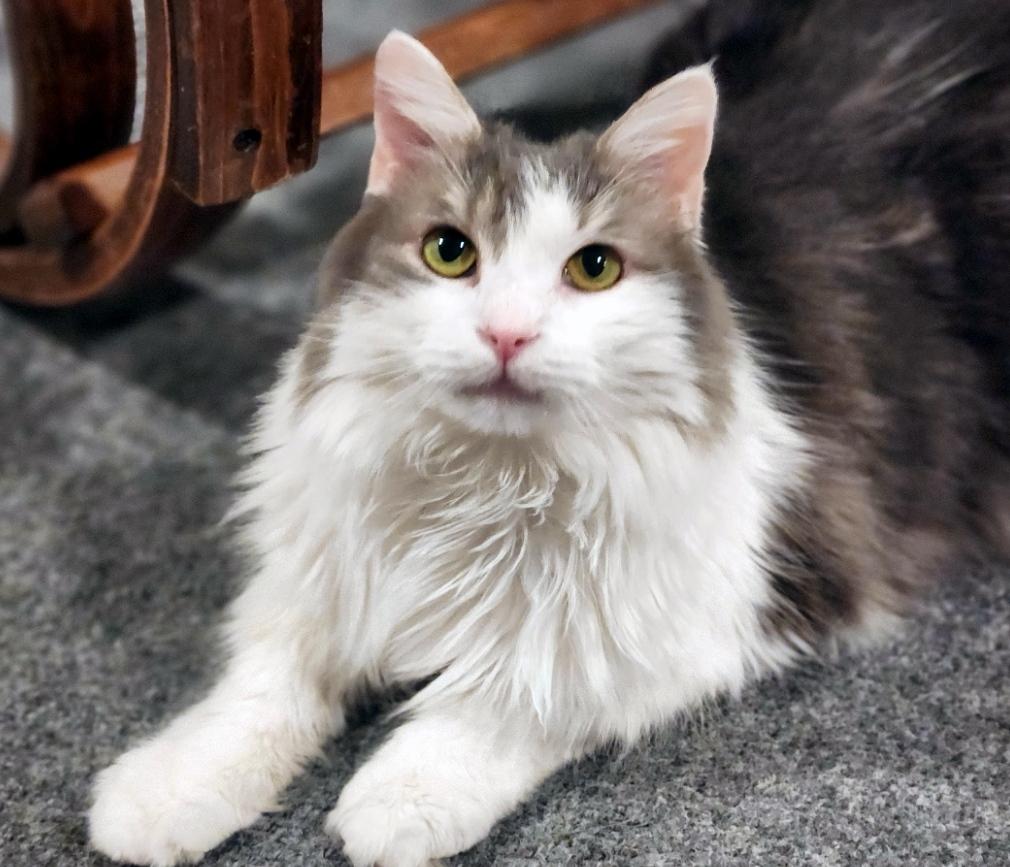 Dorothy, Adoptable, Adult Female Domestic Long Hair.