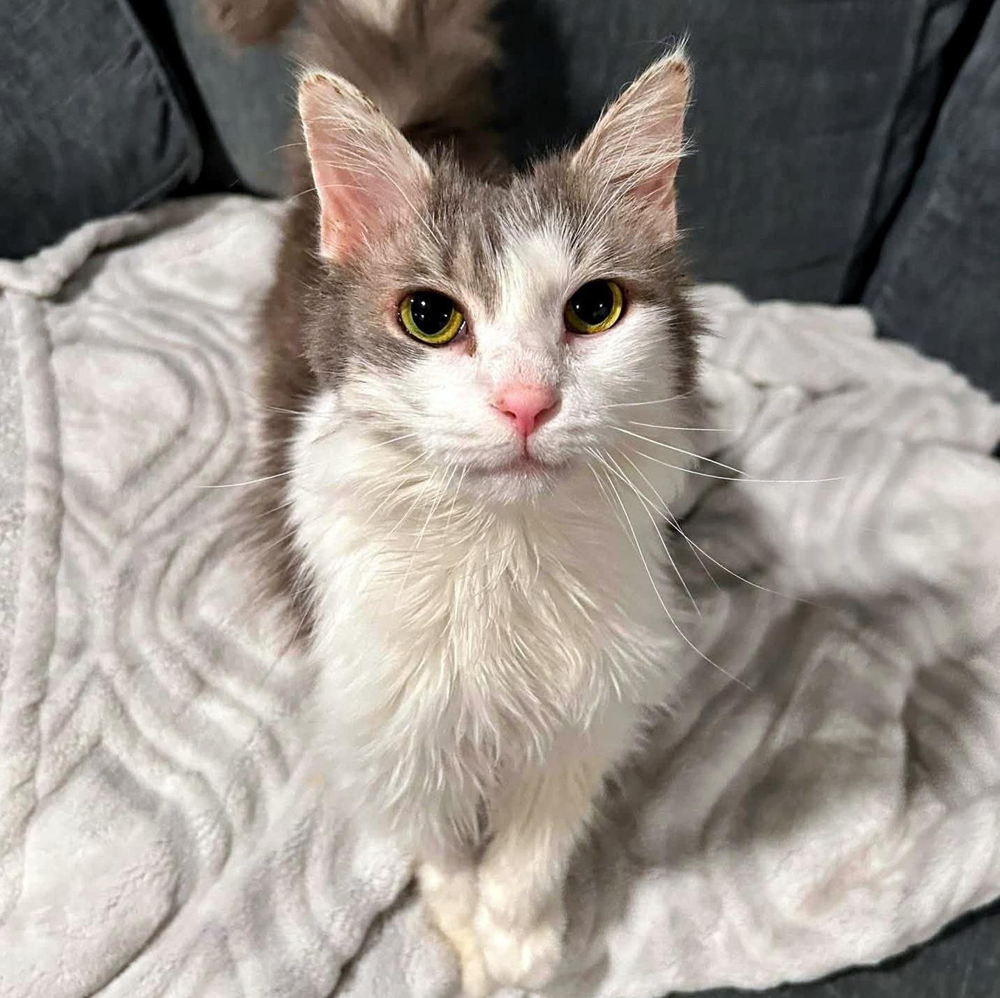 Enlarge Dorothy, a ADOPTABLE Domestic Long Hair in Pittsburgh, PA image 4/6