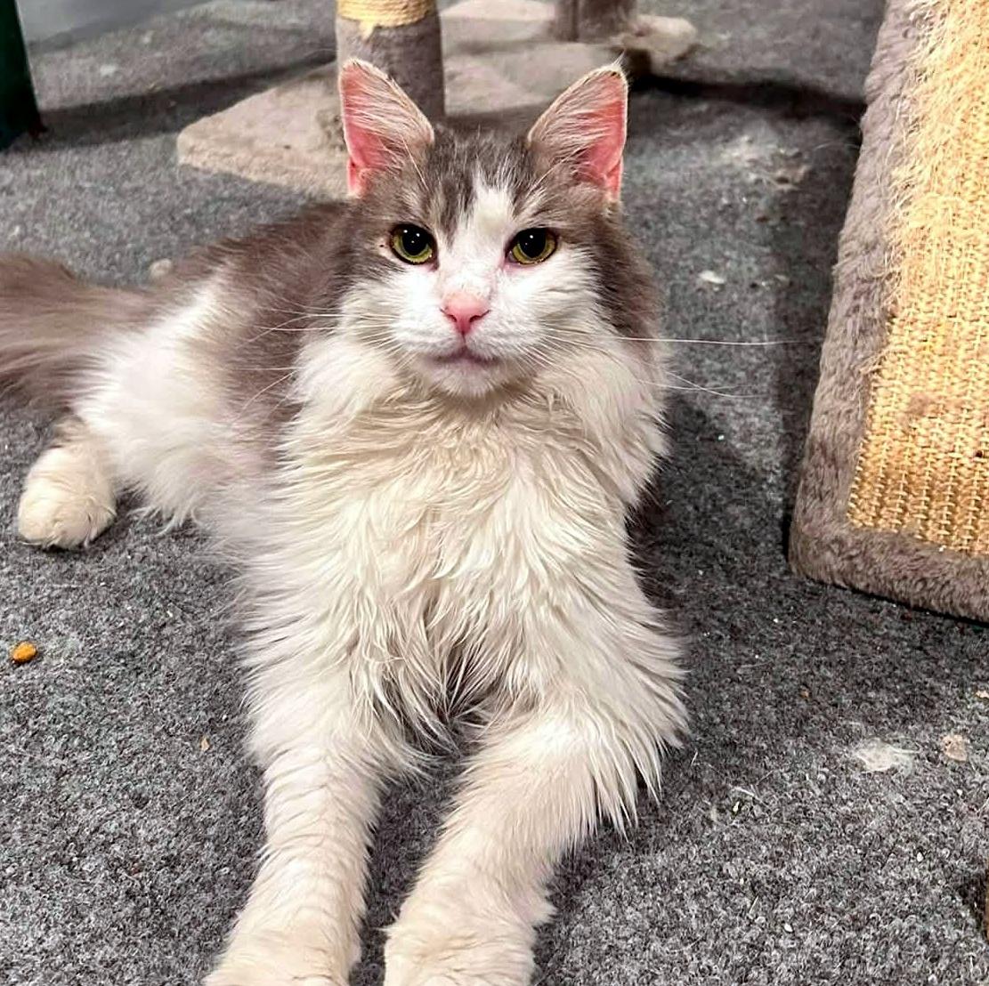 Enlarge Dorothy, a ADOPTABLE Domestic Long Hair in Pittsburgh, PA image 2/6