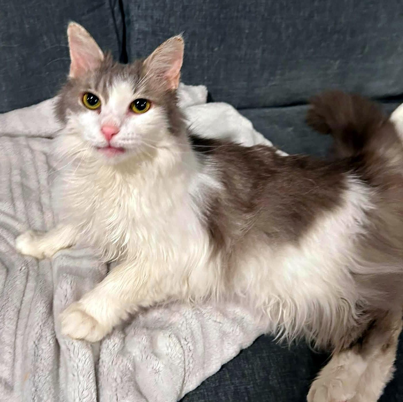 Enlarge Dorothy, a ADOPTABLE Domestic Long Hair in Pittsburgh, PA image 5/6