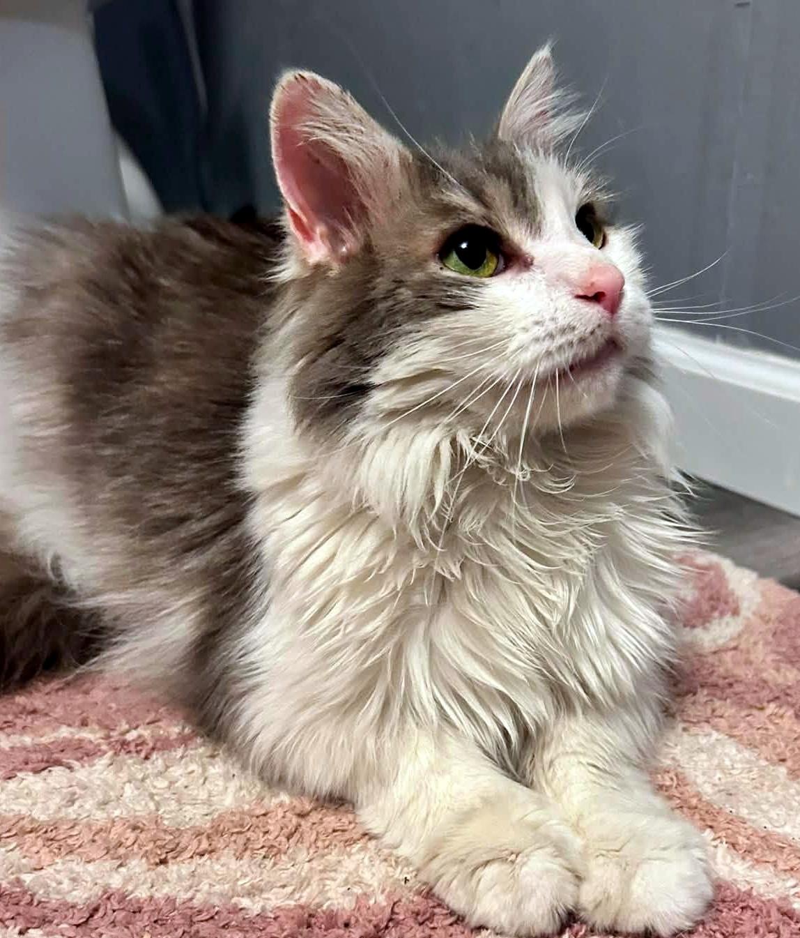 Enlarge Dorothy, a ADOPTABLE Domestic Long Hair in Pittsburgh, PA image 6/6