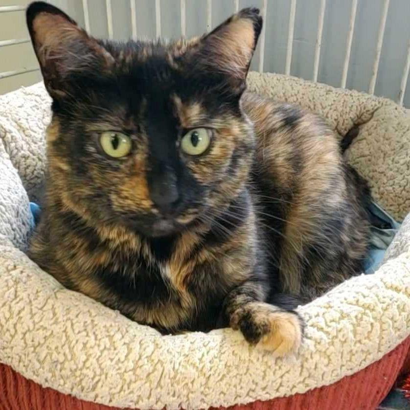 Marzipan, Adoptable, Adult Female Domestic Short Hair.