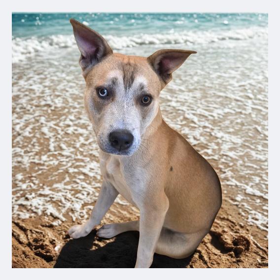 Beth, Adoptable, Adult Female Hound.