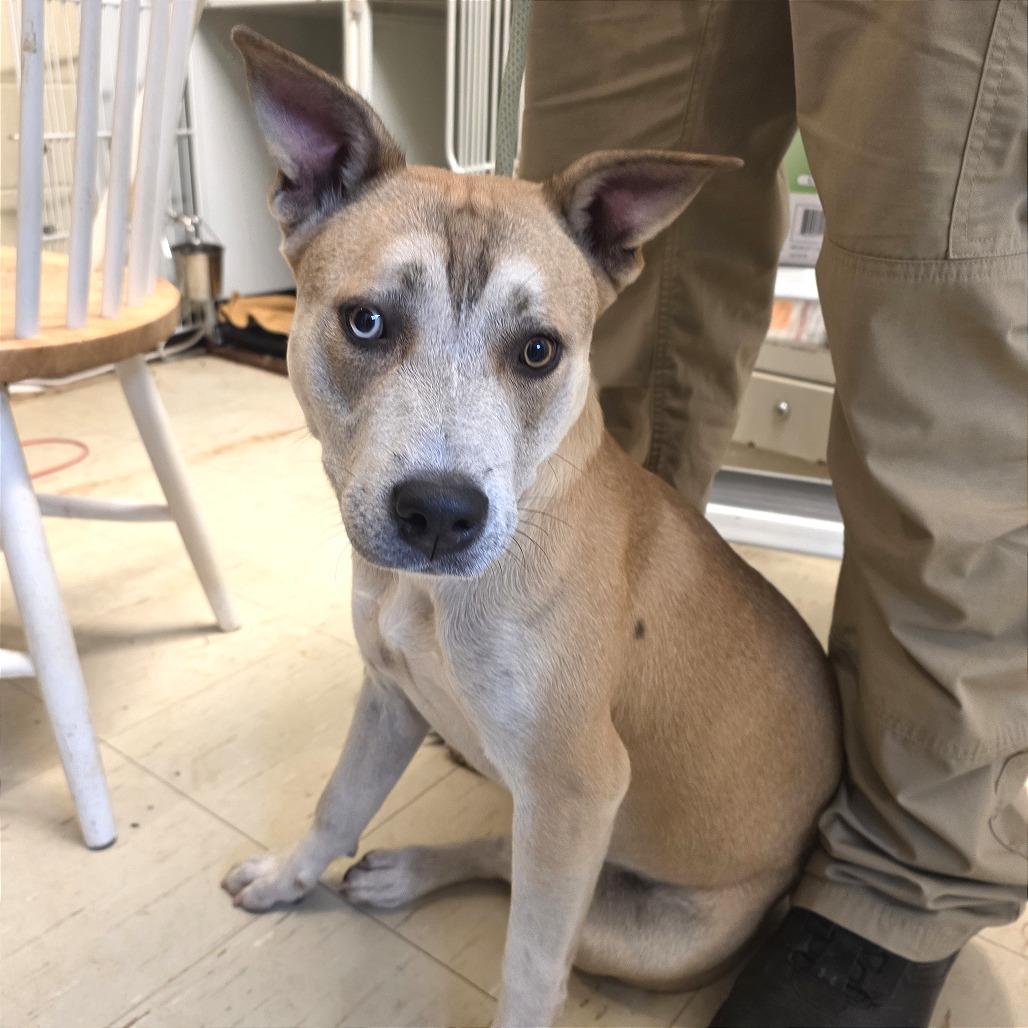 Beth, Adoptable, Adult Female Hound.