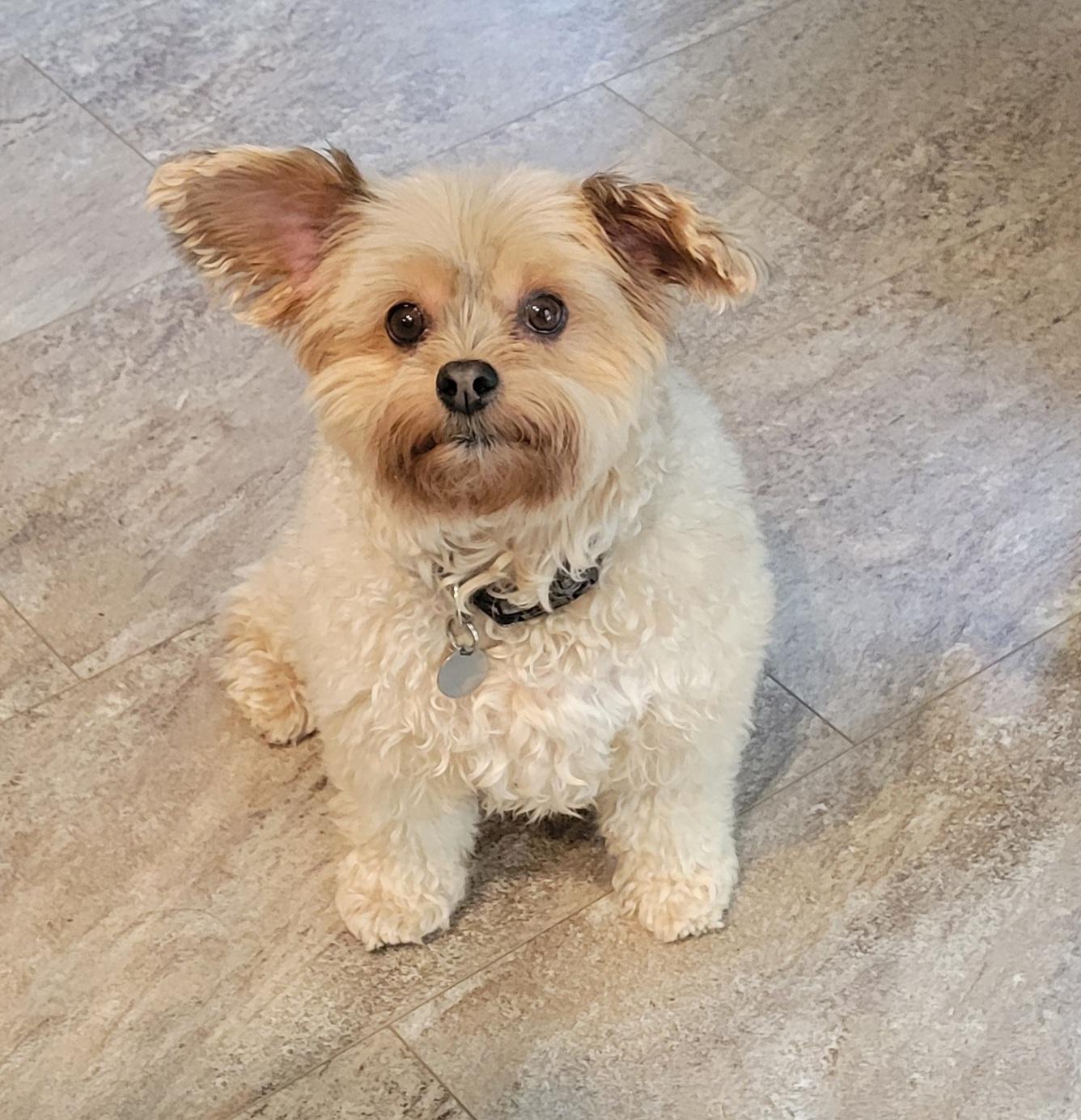 Ga-leanda, Adoptable, Adult Female Yorkshire Terrier.