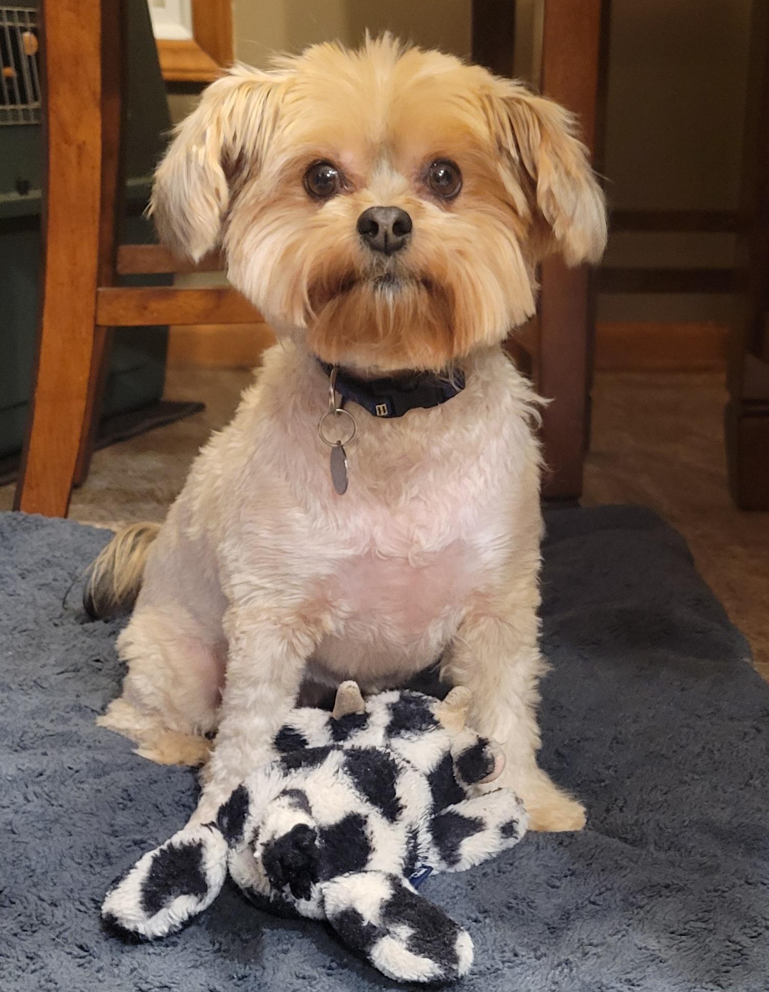 Enlarge Ga-leanda, a Adoptable mixed breed in Greensboro, NC image 2/6