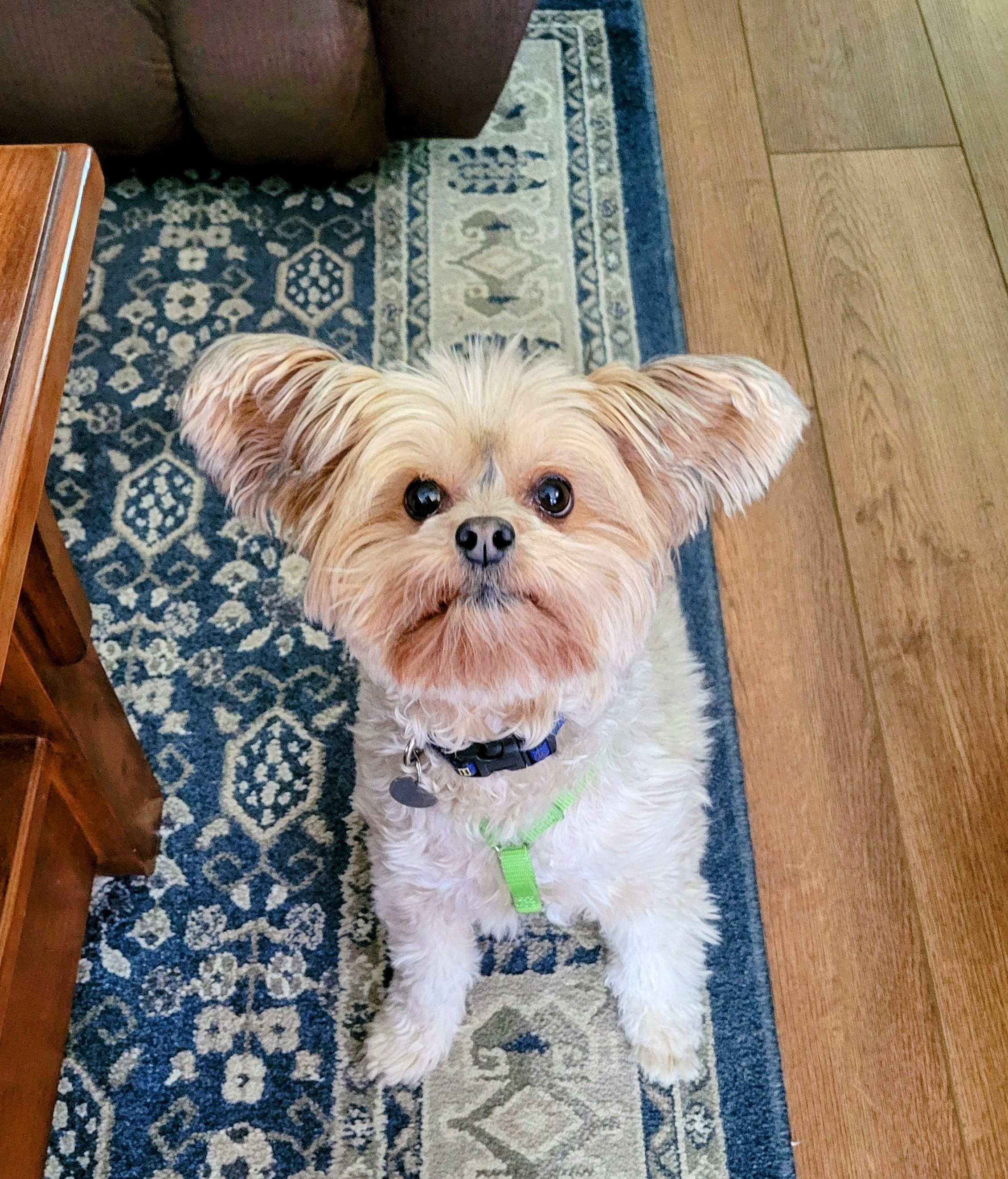 Enlarge Ga-leanda, a Adoptable mixed breed in Greensboro, NC image 3/6