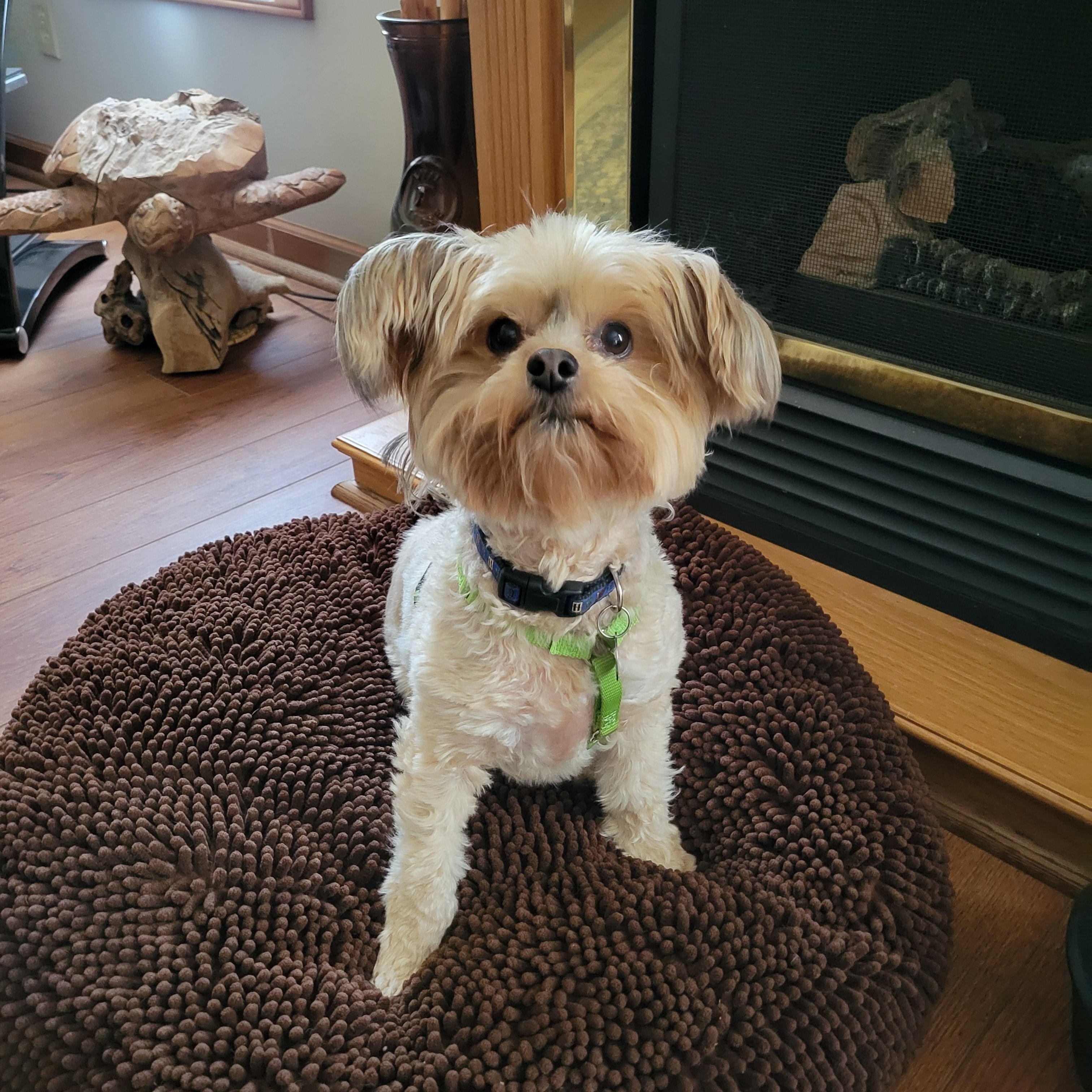 Enlarge Ga-leanda, a Adoptable mixed breed in Greensboro, NC image 4/6