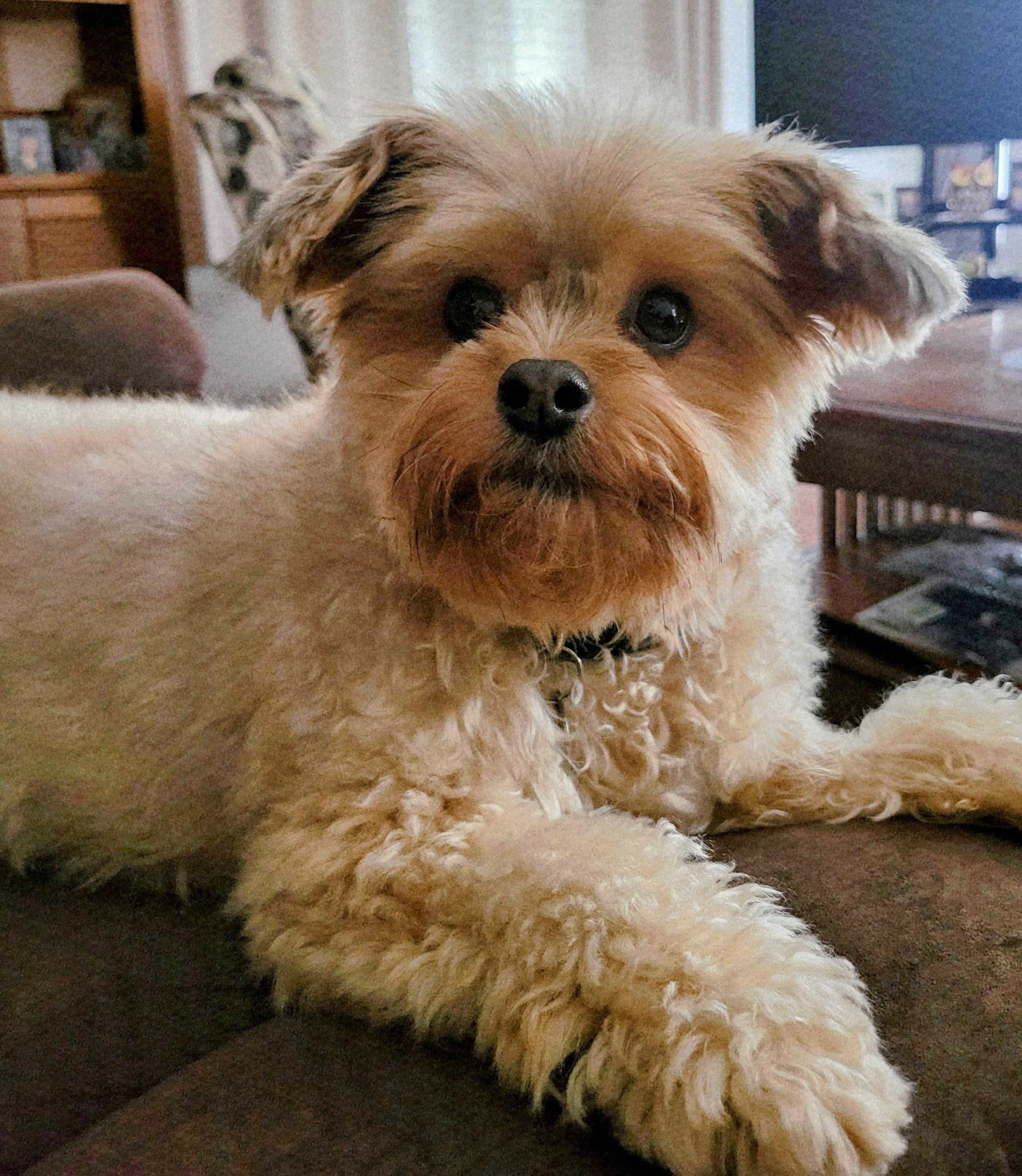 Enlarge Ga-leanda, a Adoptable mixed breed in Greensboro, NC image 2/6