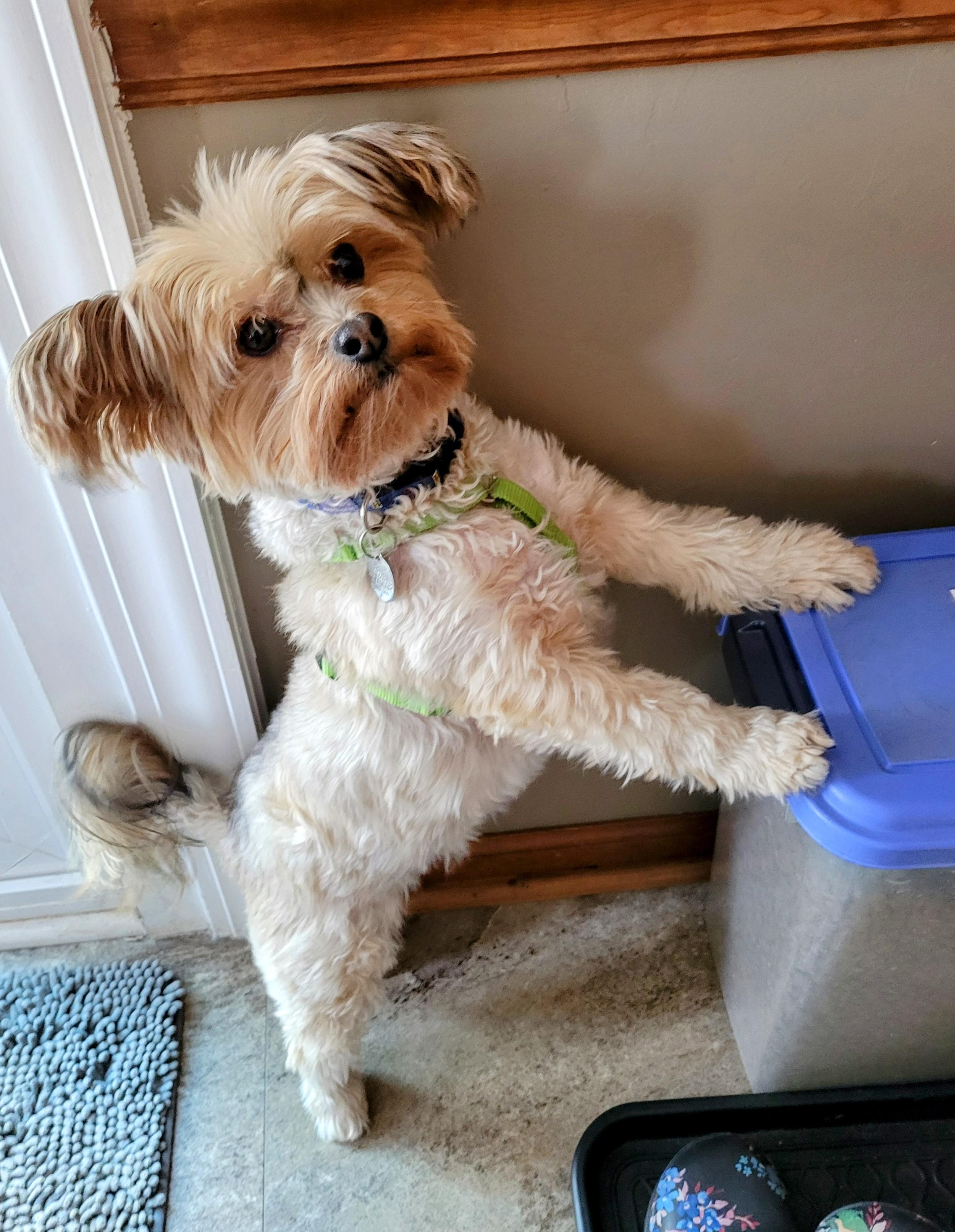 Enlarge Ga-leanda, a Adoptable mixed breed in Greensboro, NC image 6/6