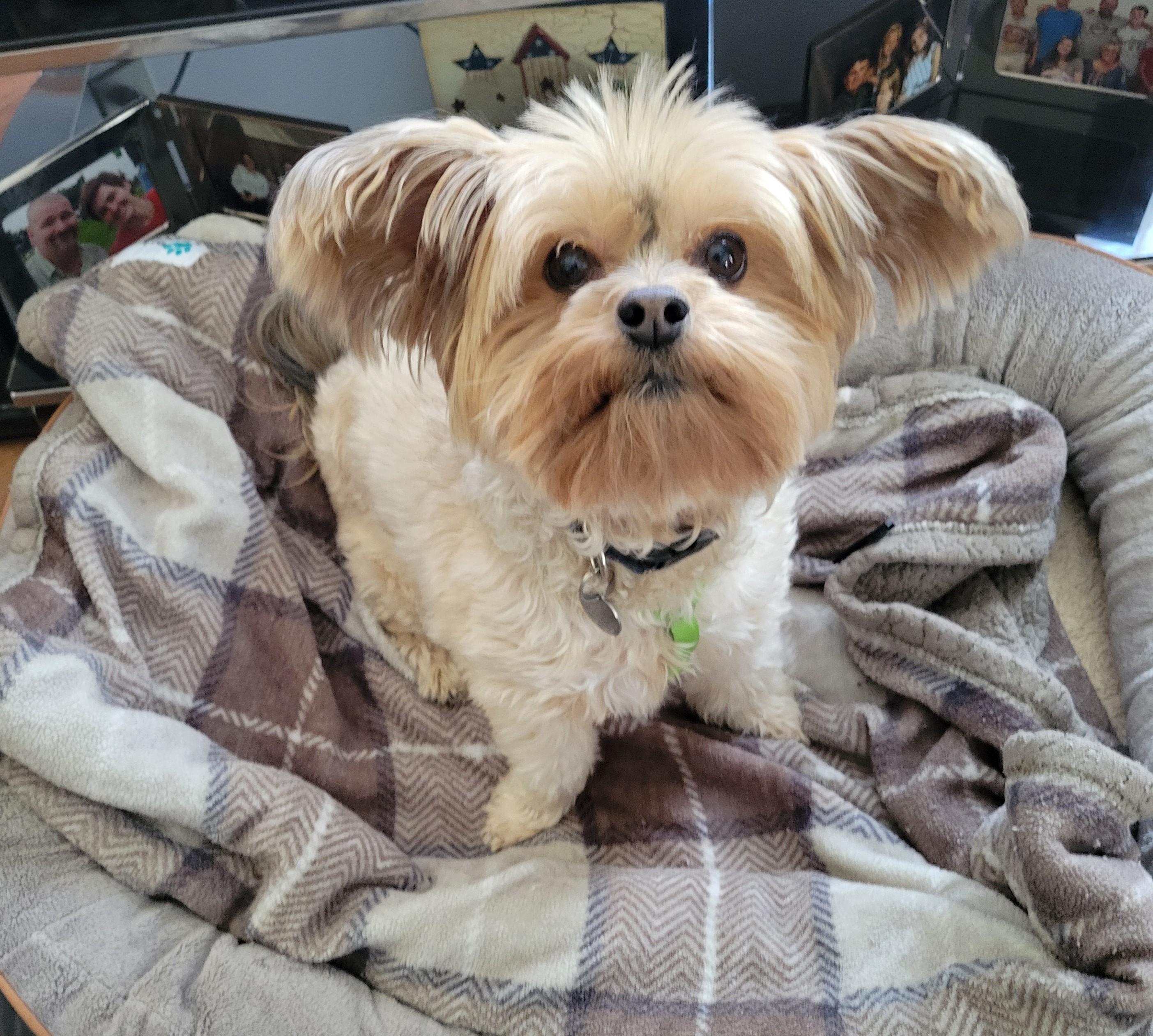 Ga-leanda, Adoptable, Adult Female Yorkshire Terrier & Poodle.