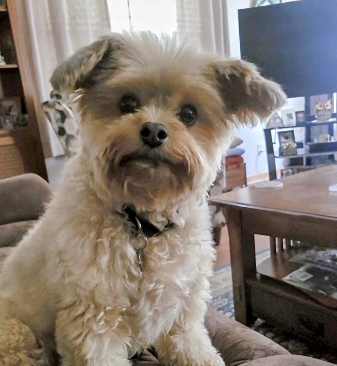 Enlarge Ga-leanda, a Adoptable mixed breed in Greensboro, NC image 4/6