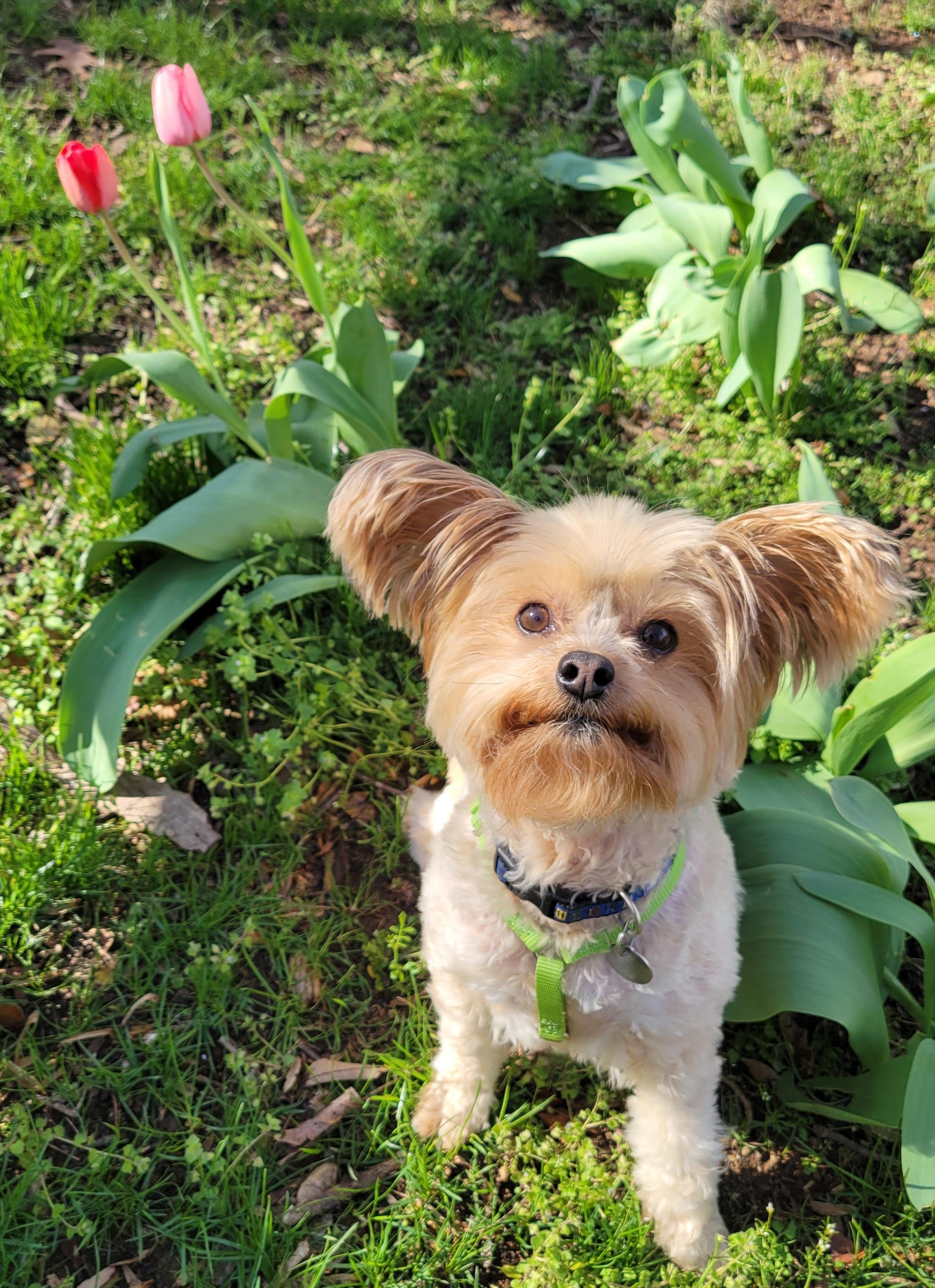 Enlarge Ga-leanda, a Adoptable mixed breed in Greensboro, NC image 5/6