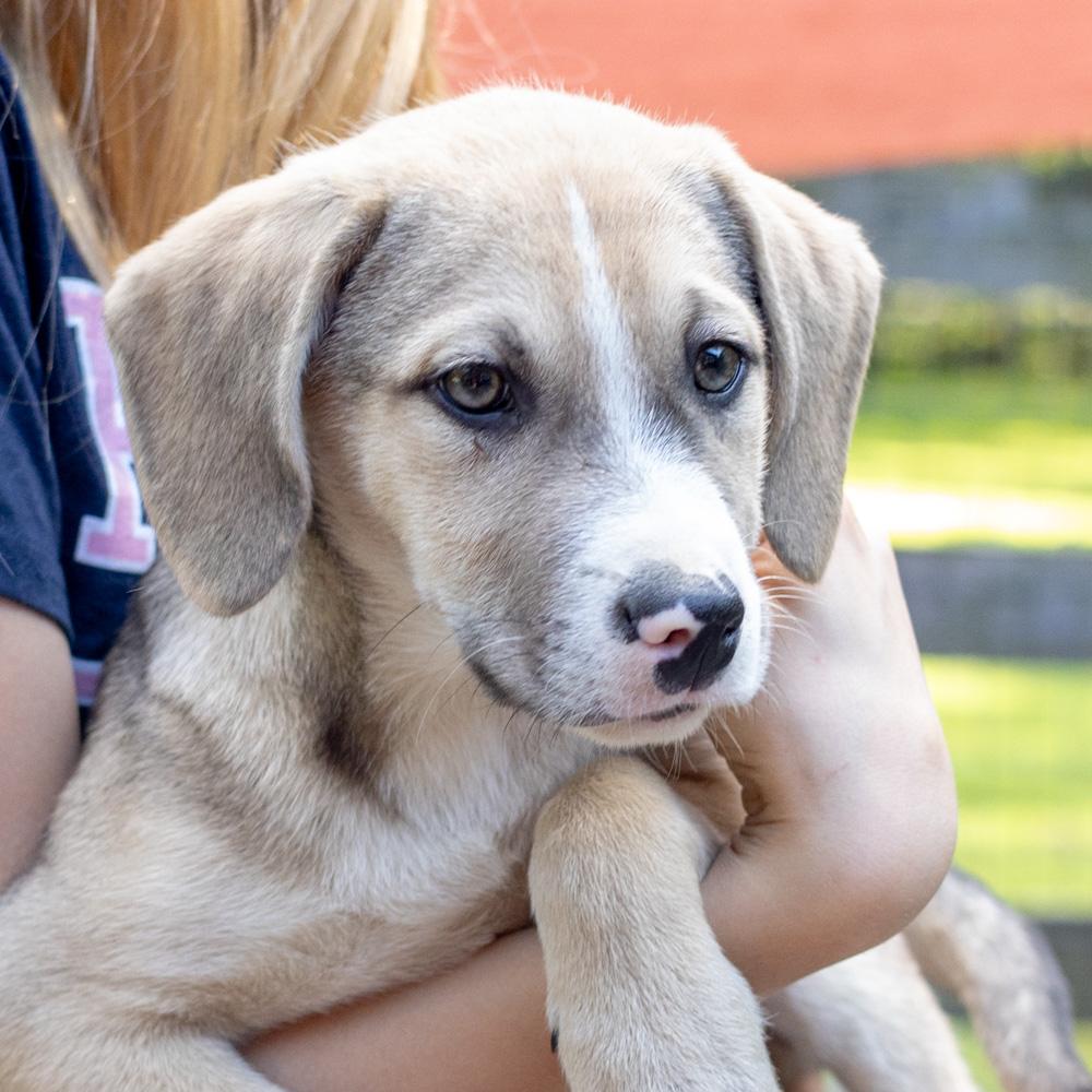 Enlarge Steven (Male) , a Adoptable mixed breed in West Grove, PA image 4/6