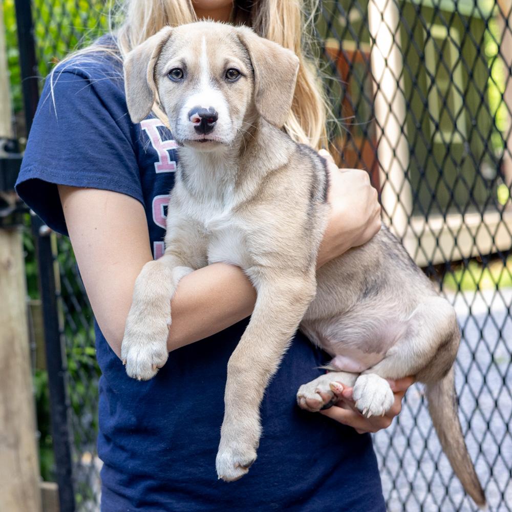 Enlarge Steven (Male) , a Adoptable mixed breed in West Grove, PA image 6/6