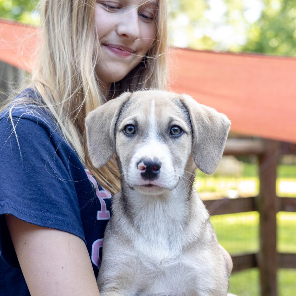 Enlarge Steven (Male) , a Adoptable mixed breed in West Grove, PA image 5/6