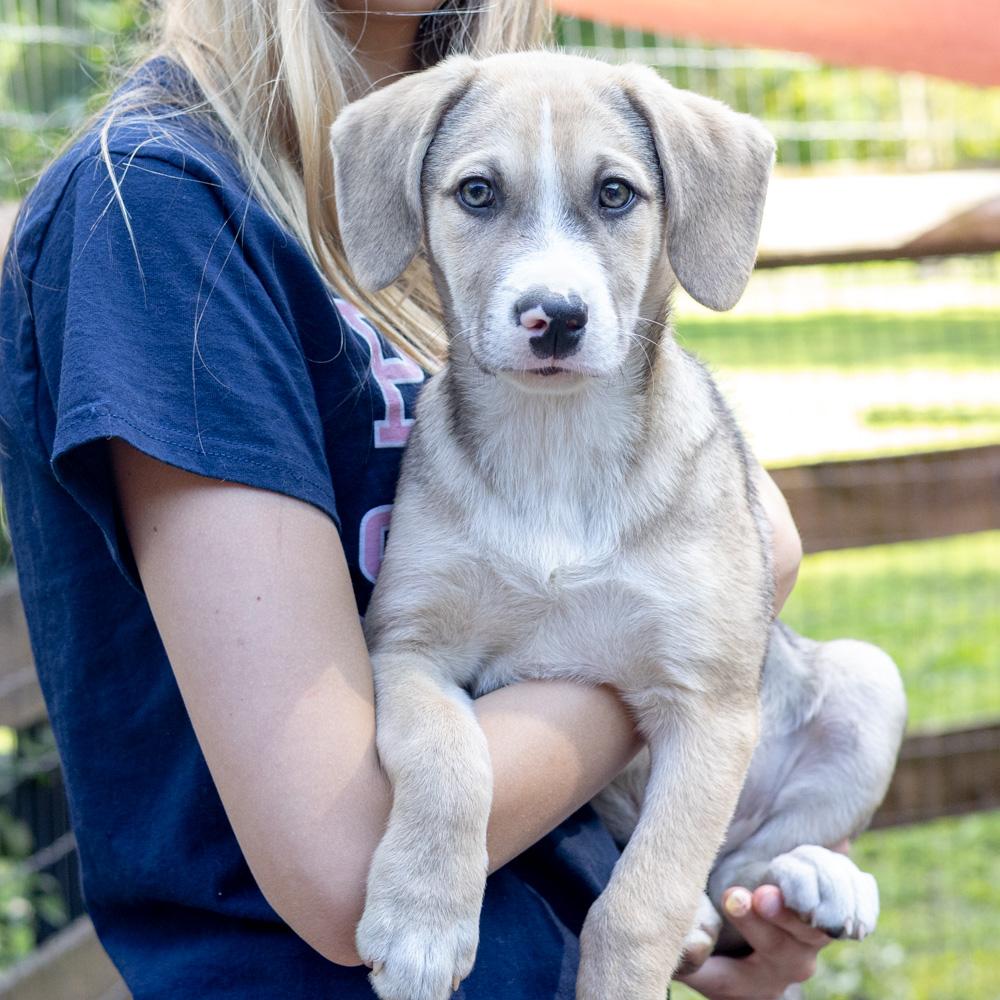 Enlarge Steven (Male) , a Adoptable mixed breed in West Grove, PA image 2/6