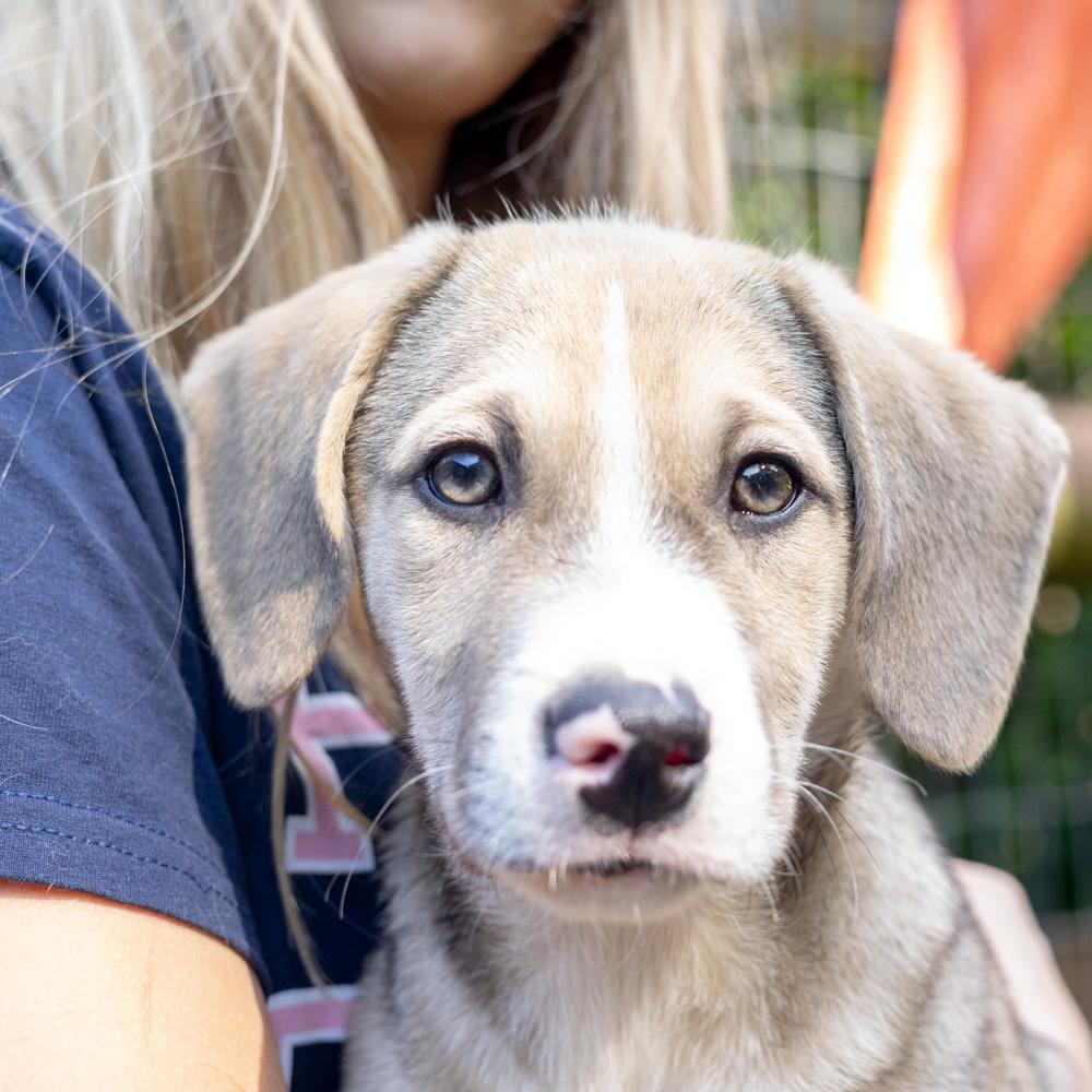 Enlarge Steven (Male) , a Adoptable mixed breed in West Grove, PA image 1/6
