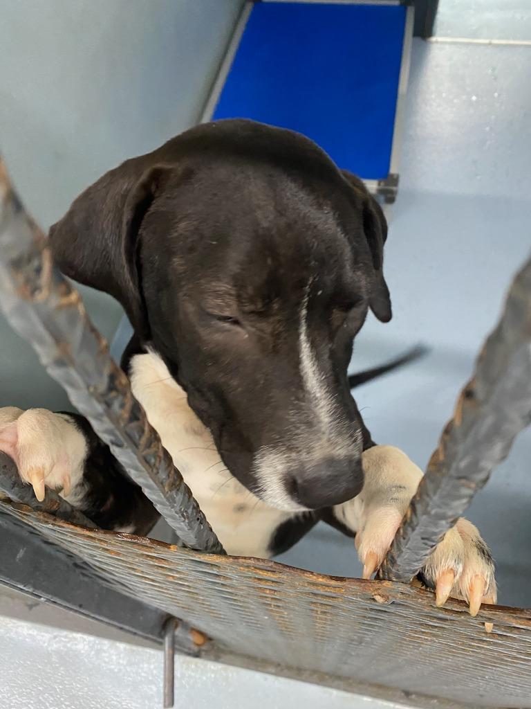 Milo, Adoptable, Young Male Mixed Breed.